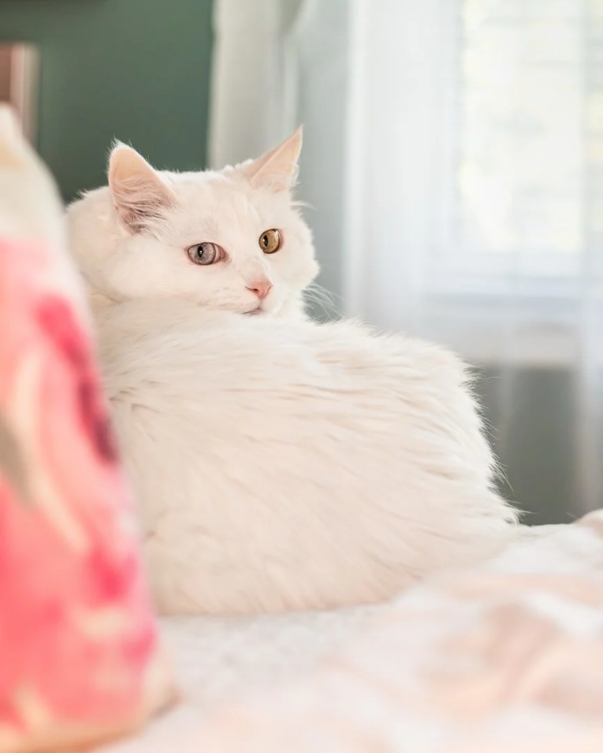 Finn is living in luxury- surrounded in comfort! #livinginluxury
