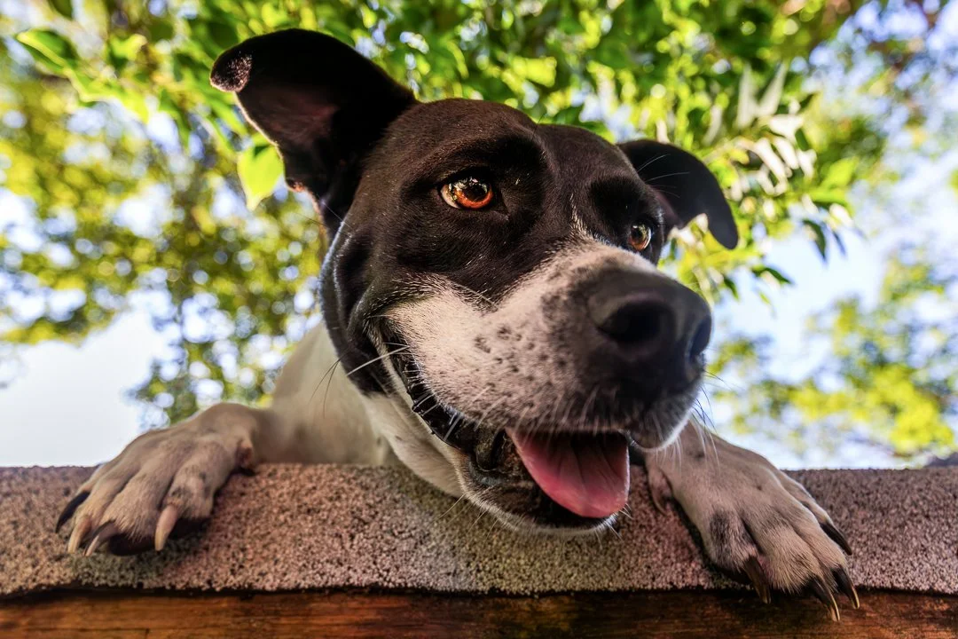52 Frames Week 17: Inspired by a Photographer

"Smile"
Kaylee Greer is inspiring in many ways, not just photography. You cannot look at her @dogbreathphotography work and not smile the entire time. Lucky for me, Sweet Pea has one of the bes