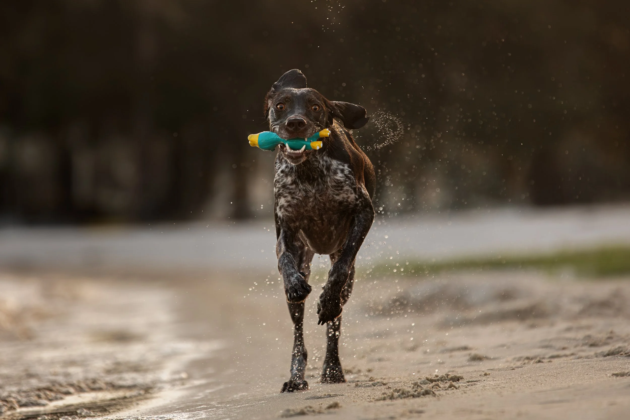 german short haired pointer running toward camera with duck toy at a lake