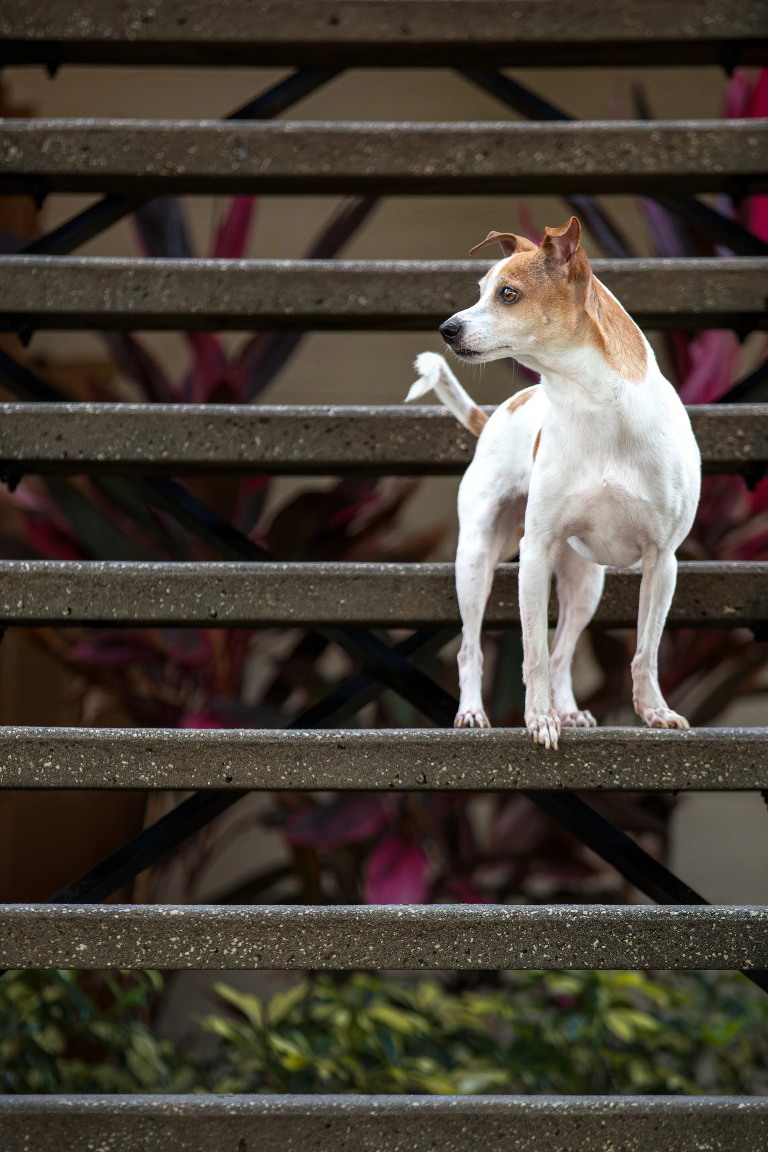 jack russel standing alert on stone apartment steps