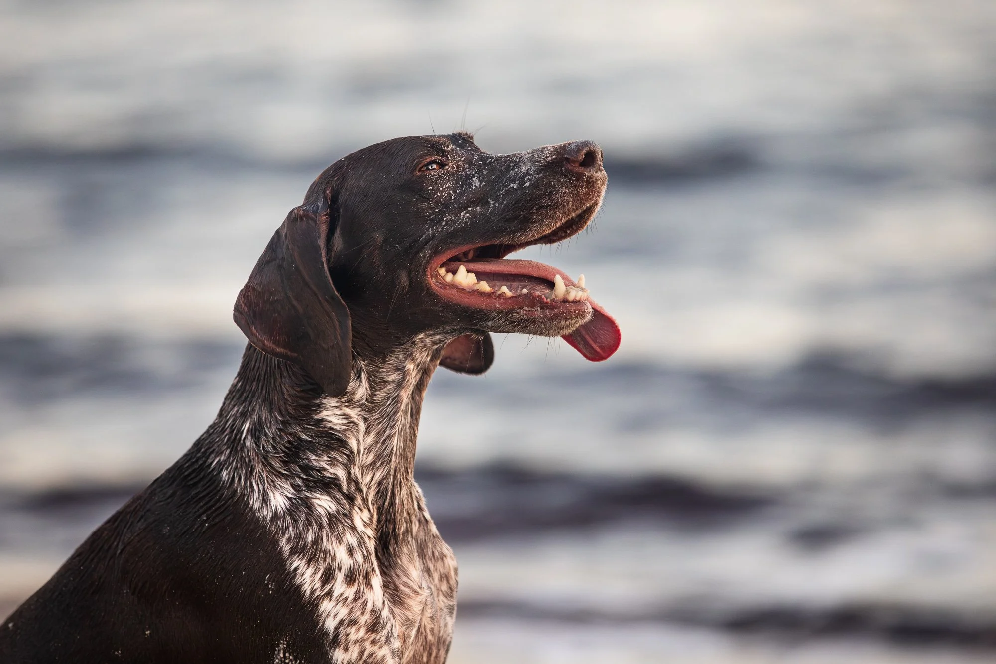 german shorthaired pointer, relaxed and happy, and playing in the sand at the lake