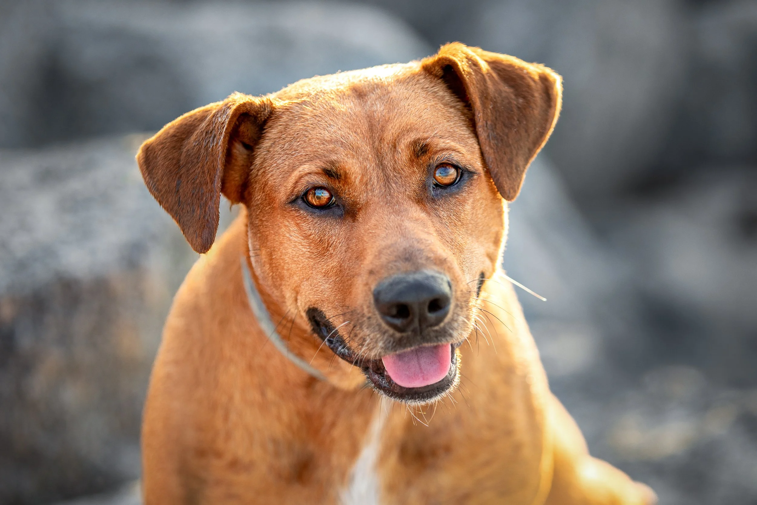 golden sunglow around happy pup sitting at rocks on a beach