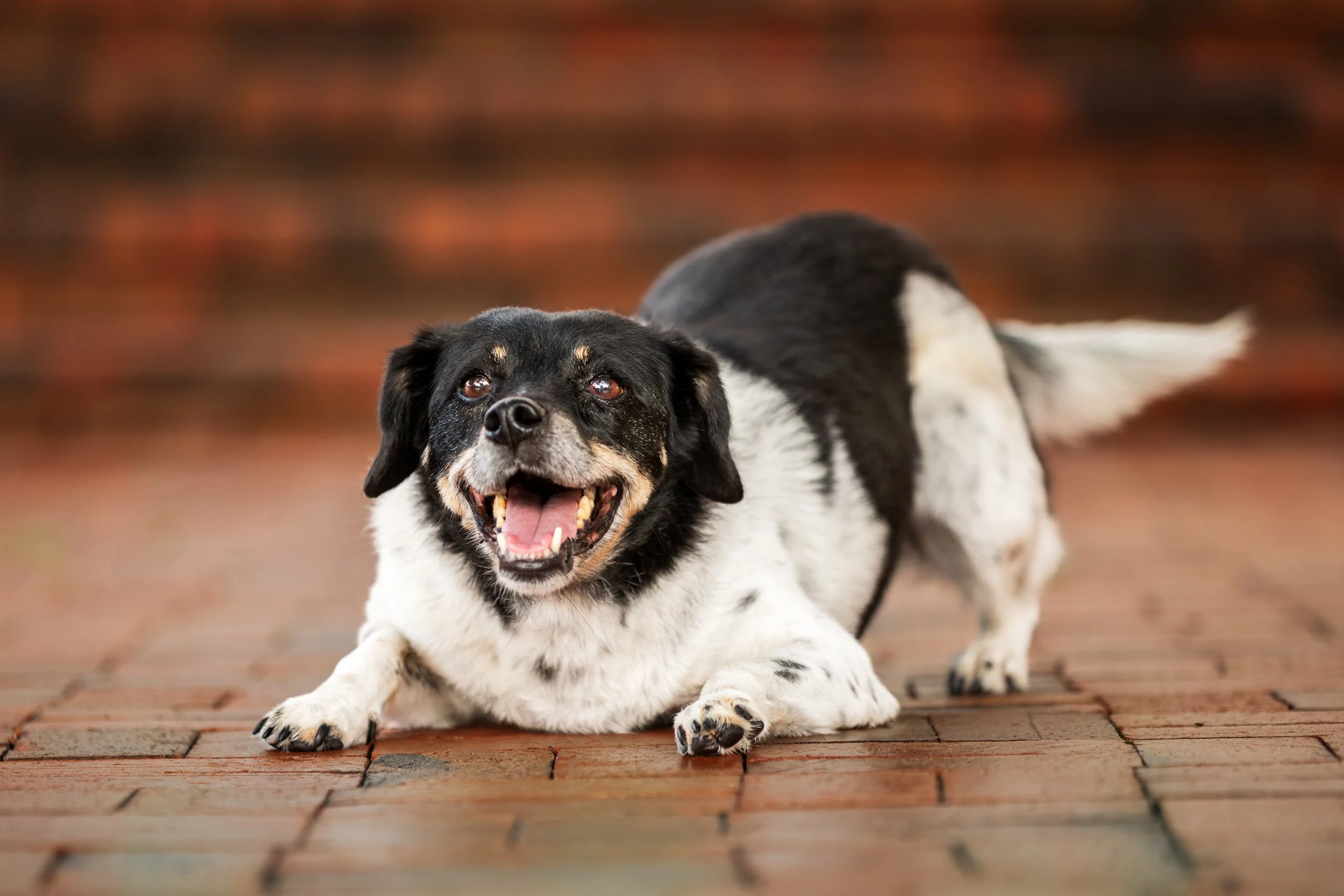 black and white dog ready to play in downward dog position in front of brick steps