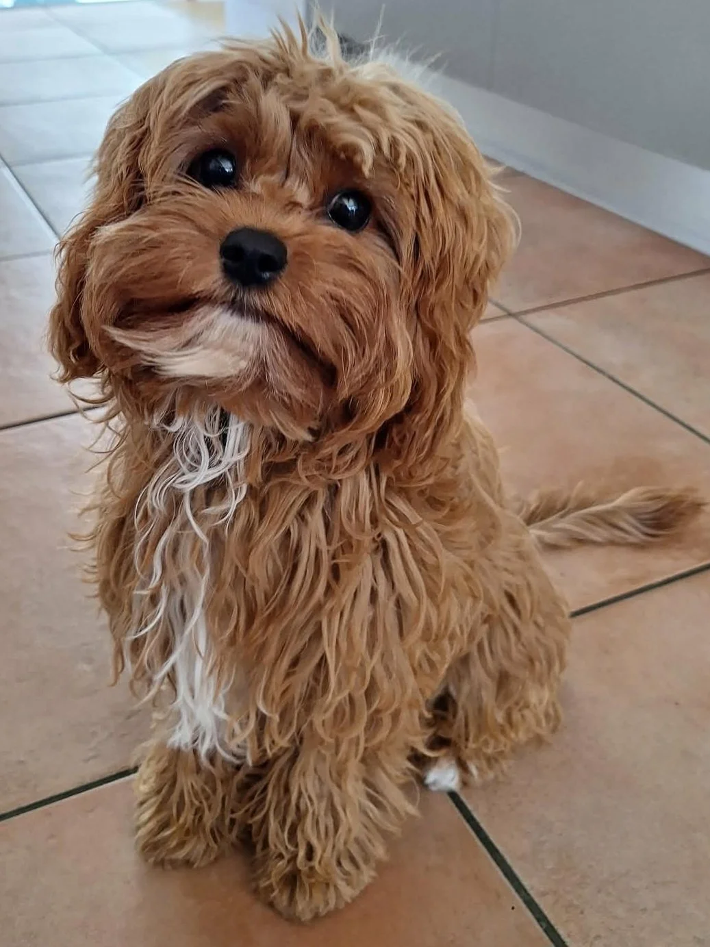 A cute, fluffy, reddish-brown dog with a white patch on its chest, sitting on a tiled floor and looking at the camera.