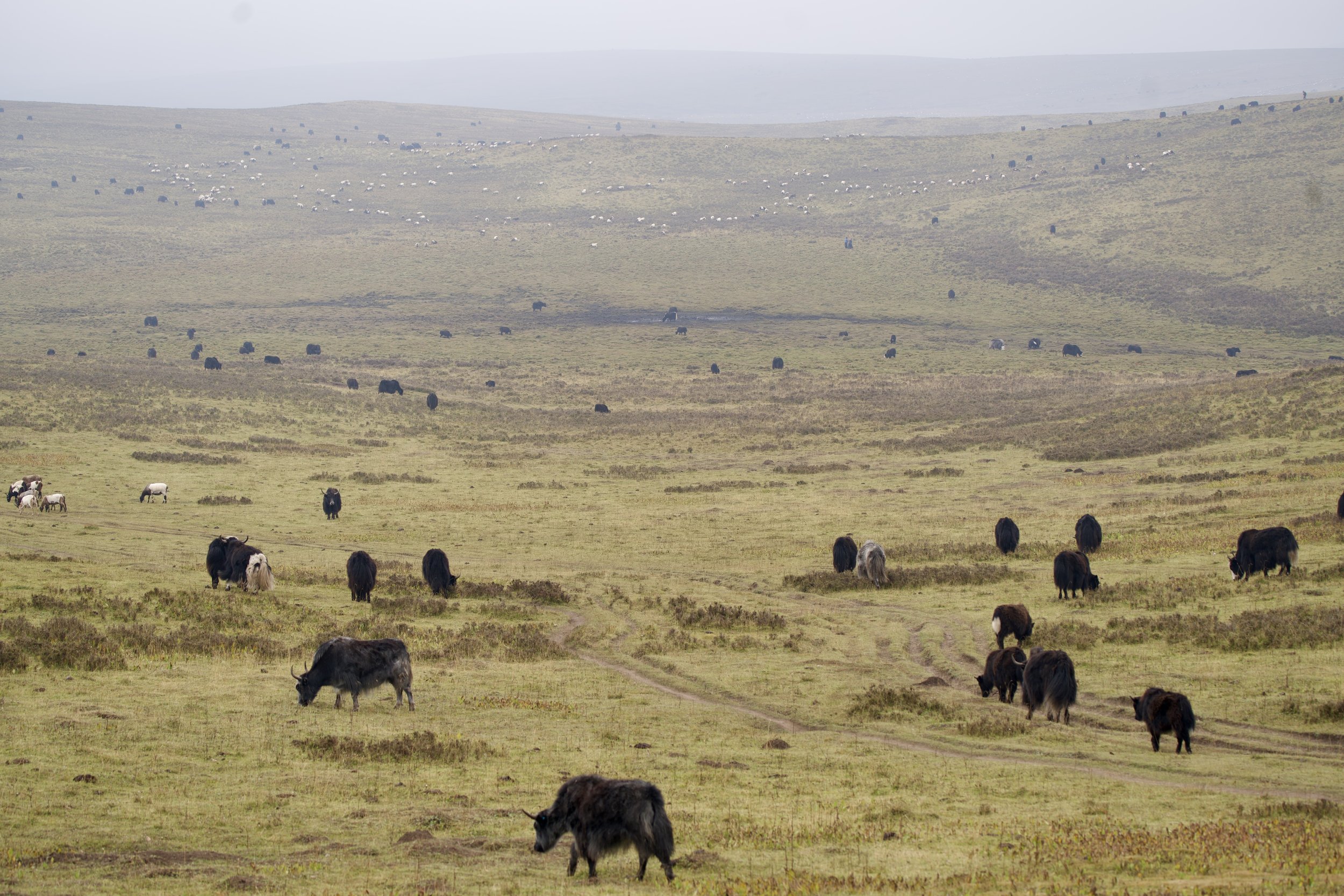 The Dhundup family’s yaks, Tibet, Vogue