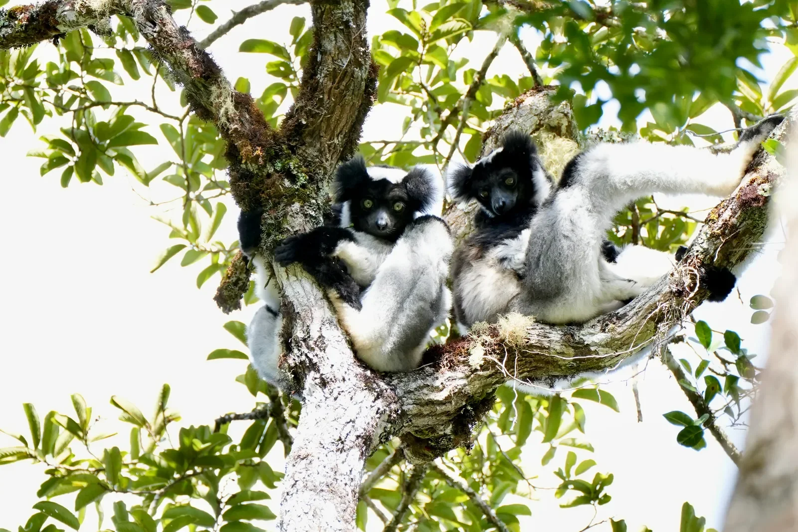 Indri lemurs, Andasibe National Park, Madagascar, Vogue