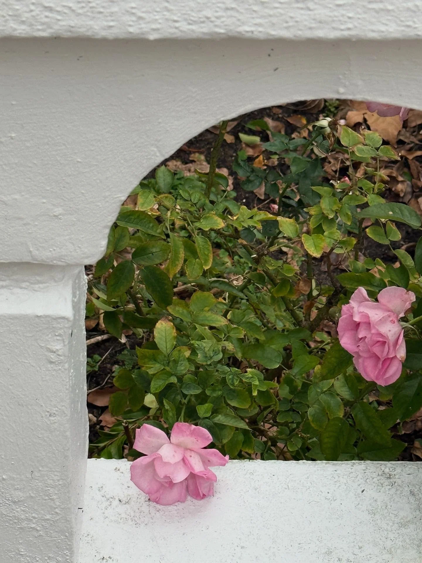 🫖 at Nelson&rsquo;s!