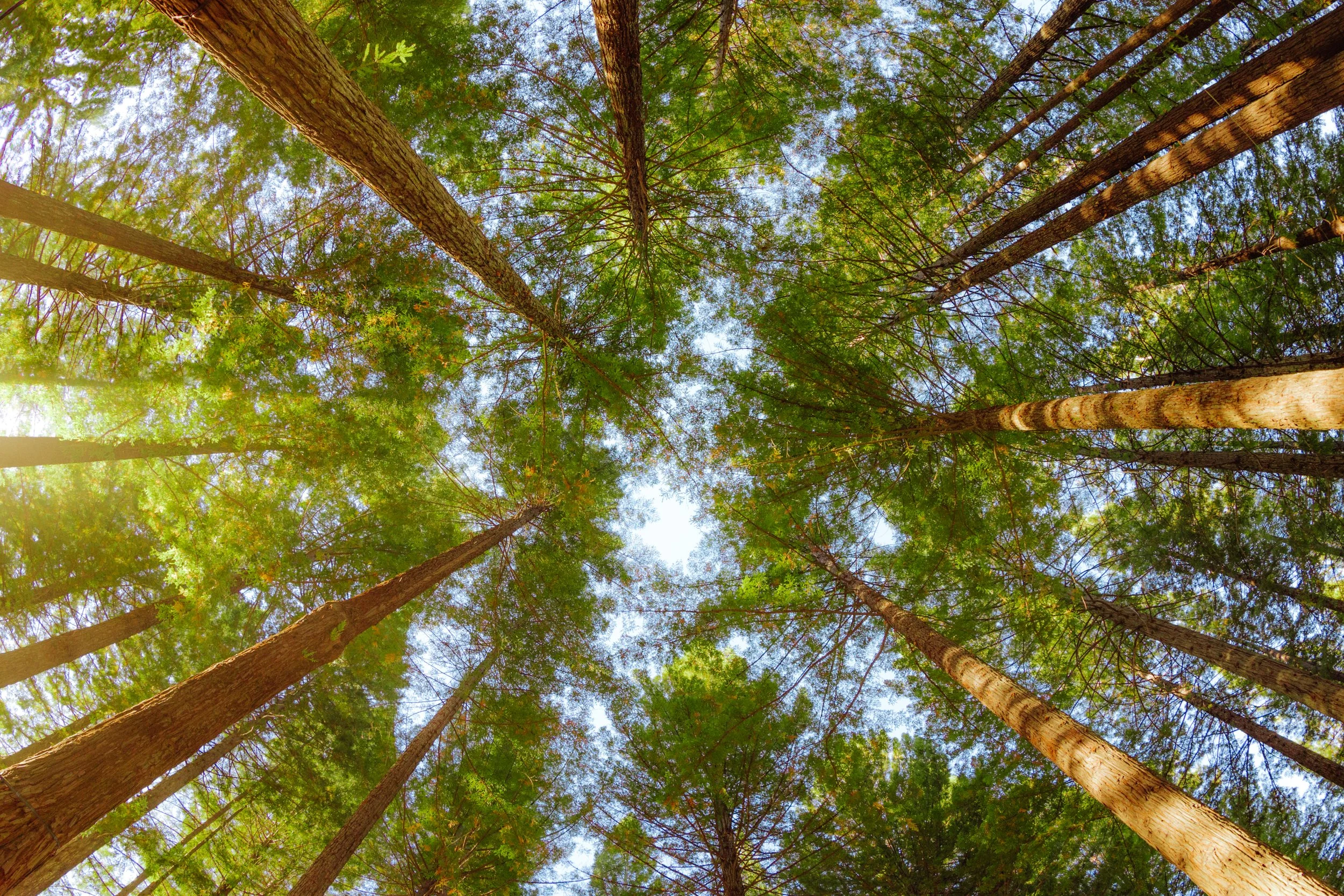 Looking up at tall green trees with a clear blue sky in the background.