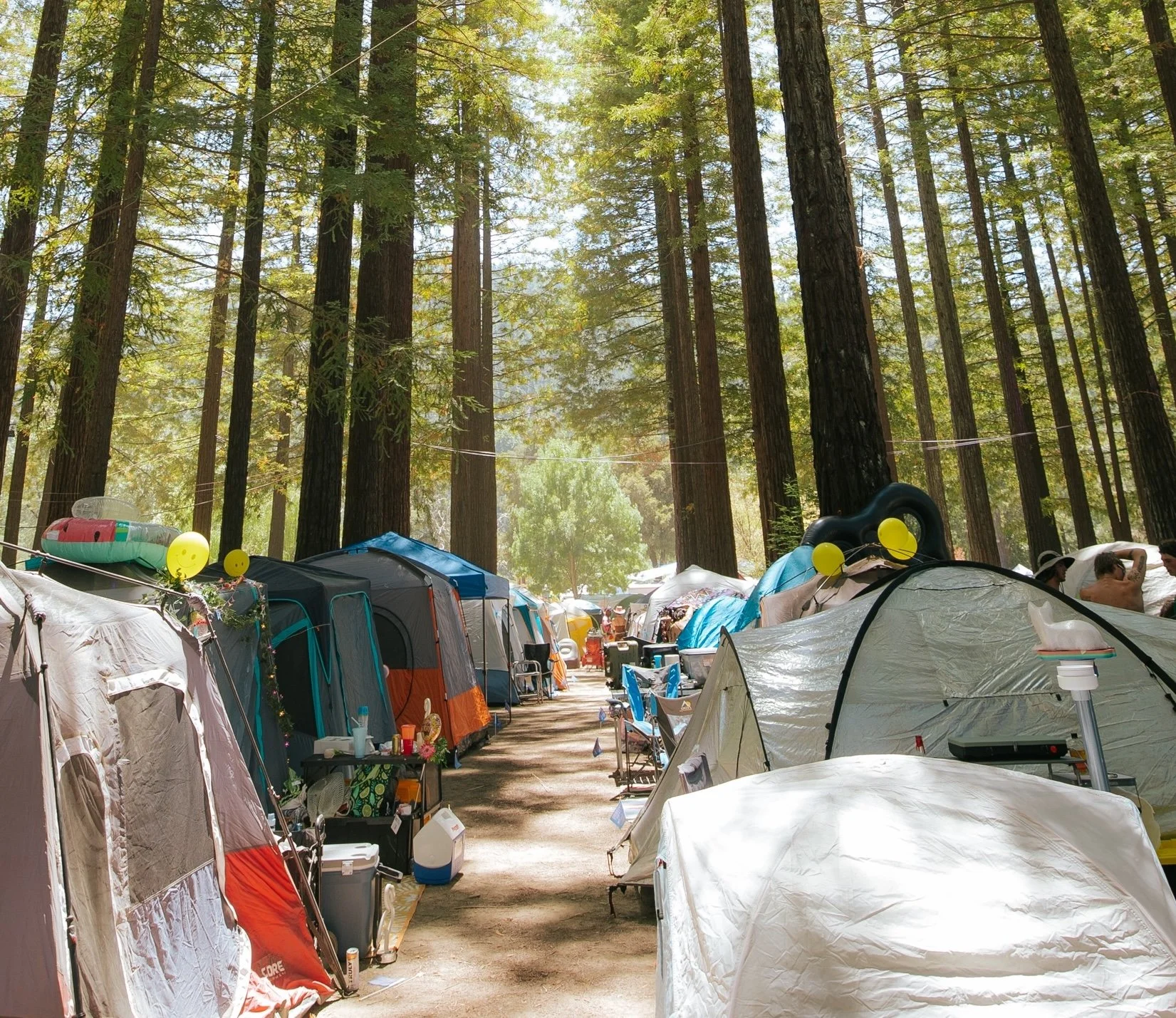 Redwood Camping: rows of tents set up under tall redwood trees at Northern Nights.