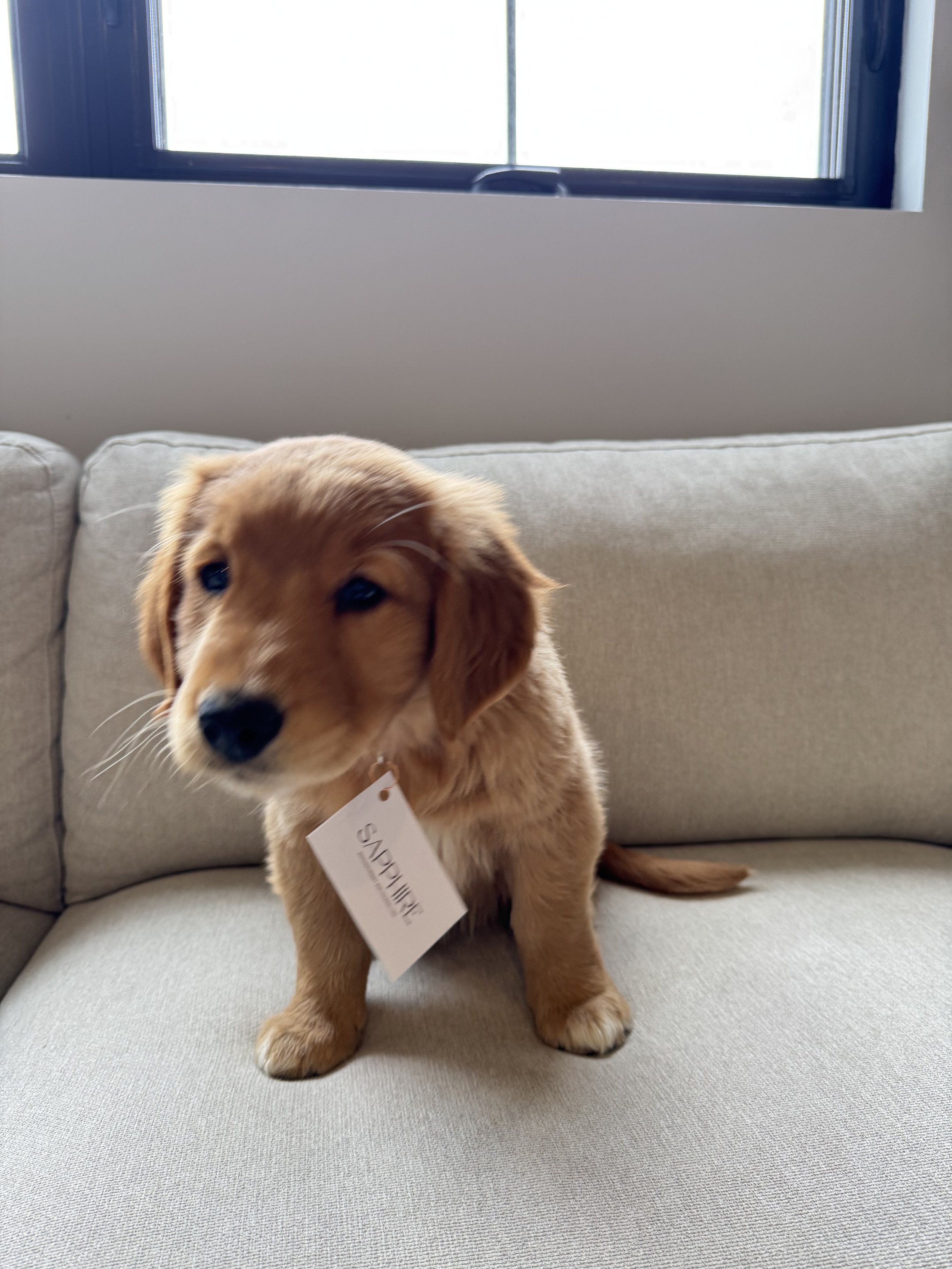 A golden retriever puppy sitting on a beige couch with a tag hanging from its neck, in front of a window.