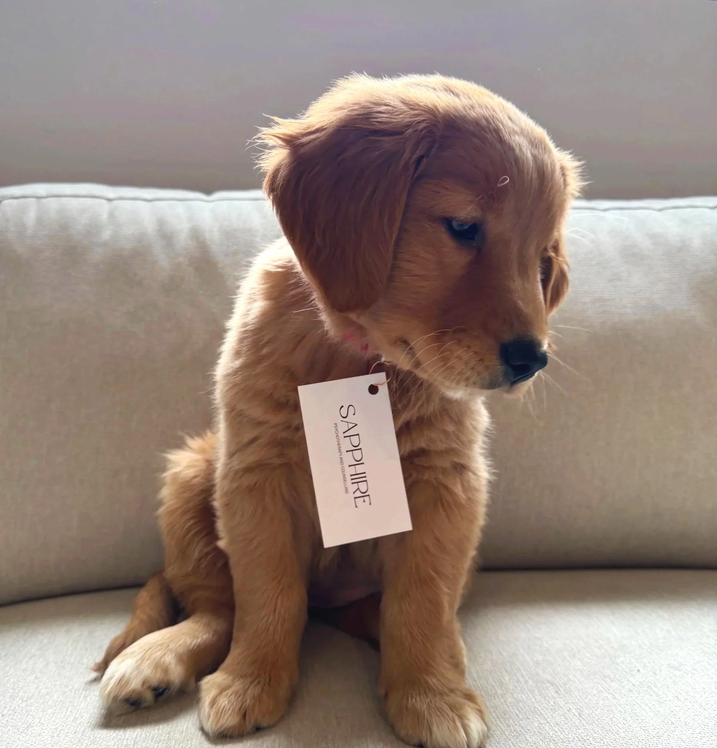 A cute brown puppy sitting on a light-colored sofa, wearing a white tag that reads 'SAPPHIRE'.