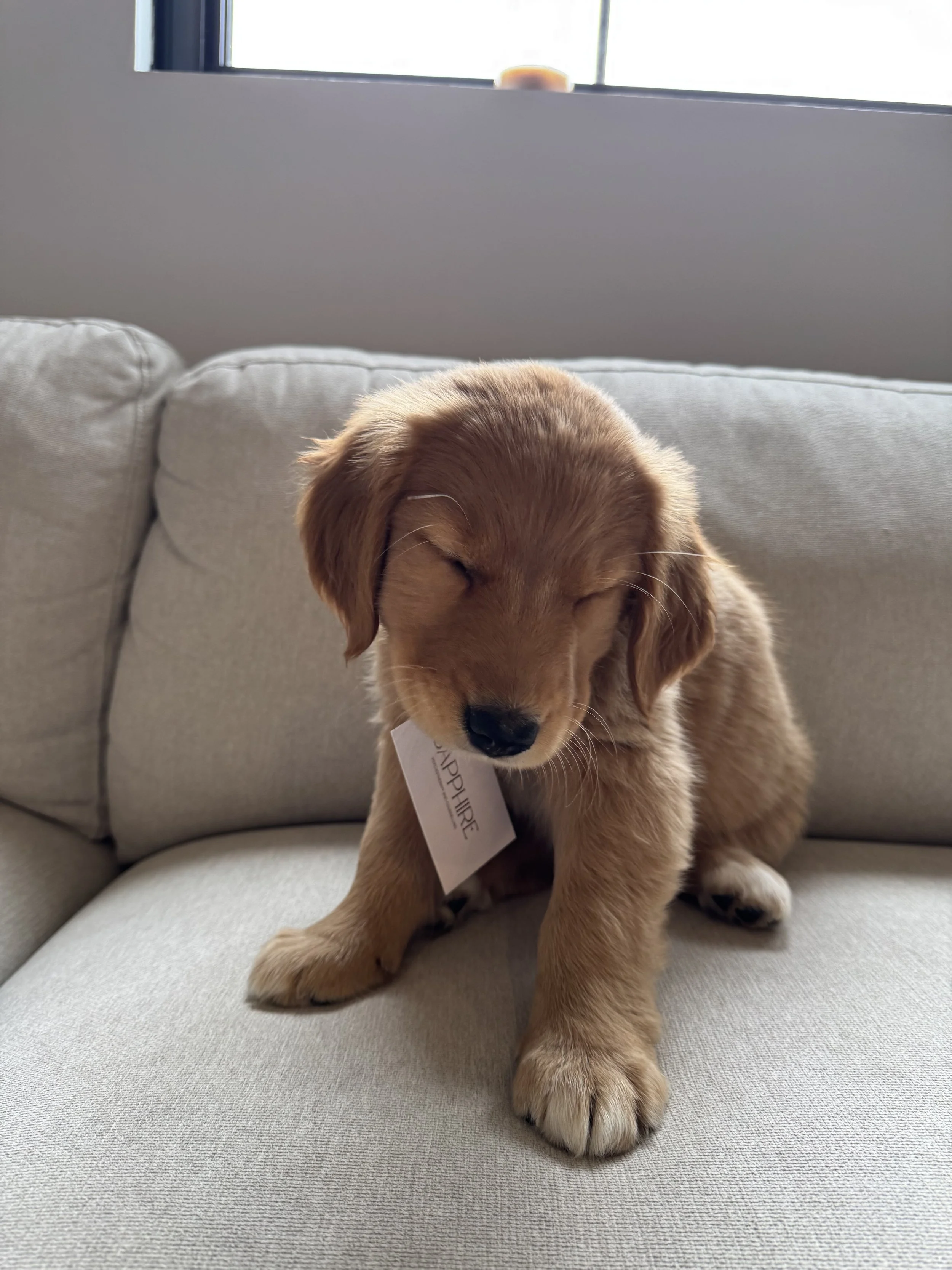 A cute golden retriever puppy with eyes closed, sitting on a light-colored couch with a tag on its collar that says 'APPIIRE.' in a well-lit room.