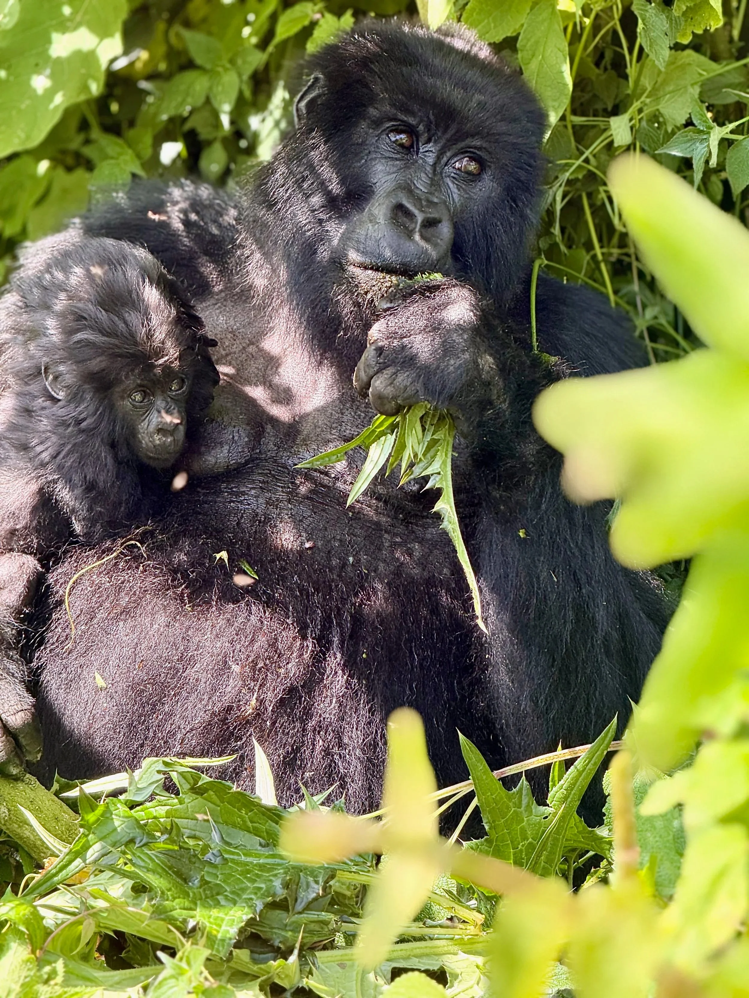 Gorilla Trekking in Rwanda: Cost, What to Wear, and How to Prepare