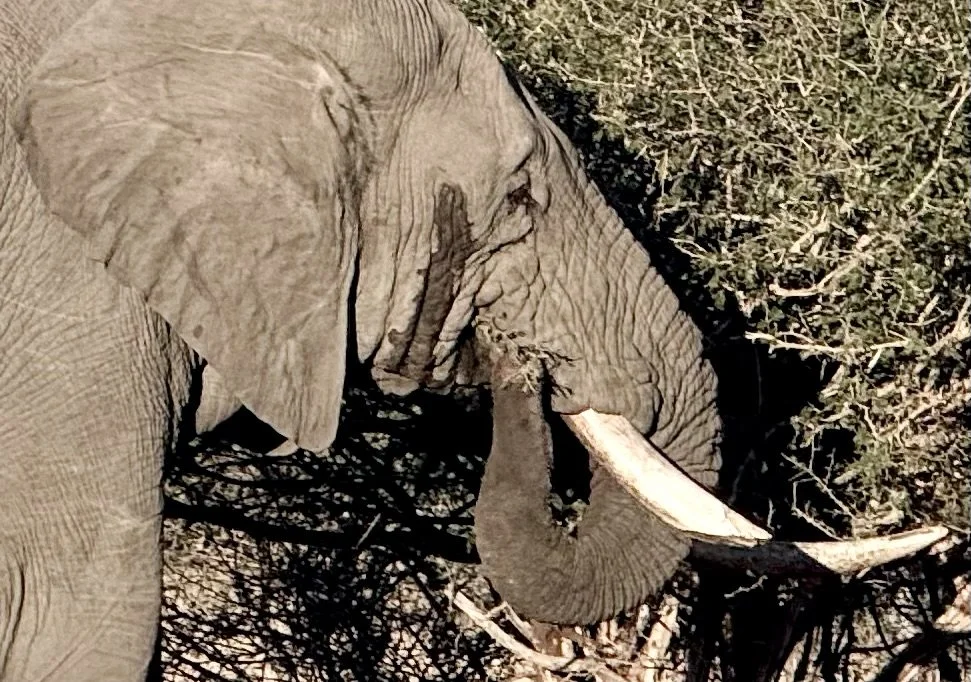 Kruger National Park Travel Guide: Safari Planning, When to Go, and What to Expect