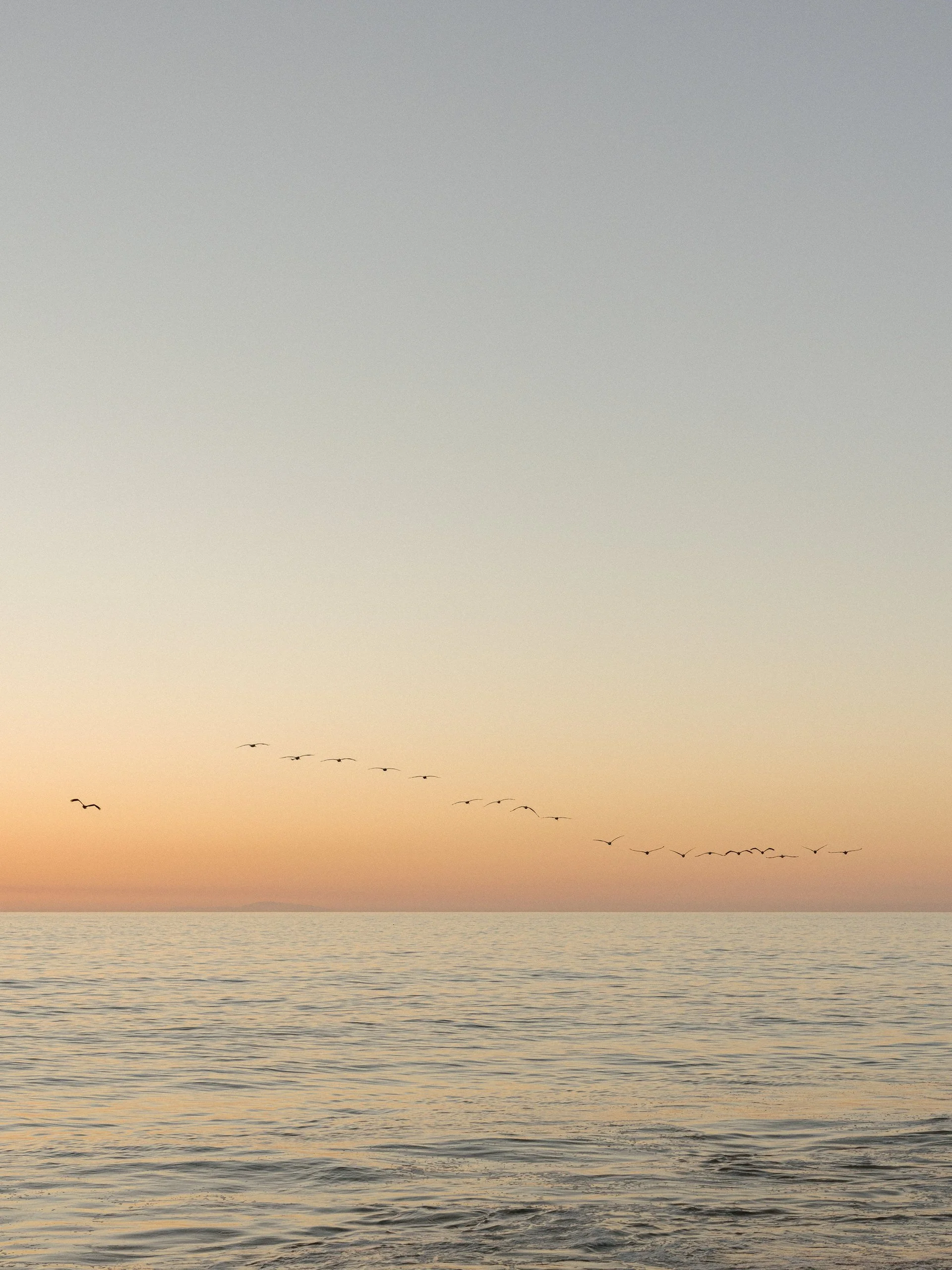 Seagulls flying over the ocean at sunset, with a colorful sky and water surface.