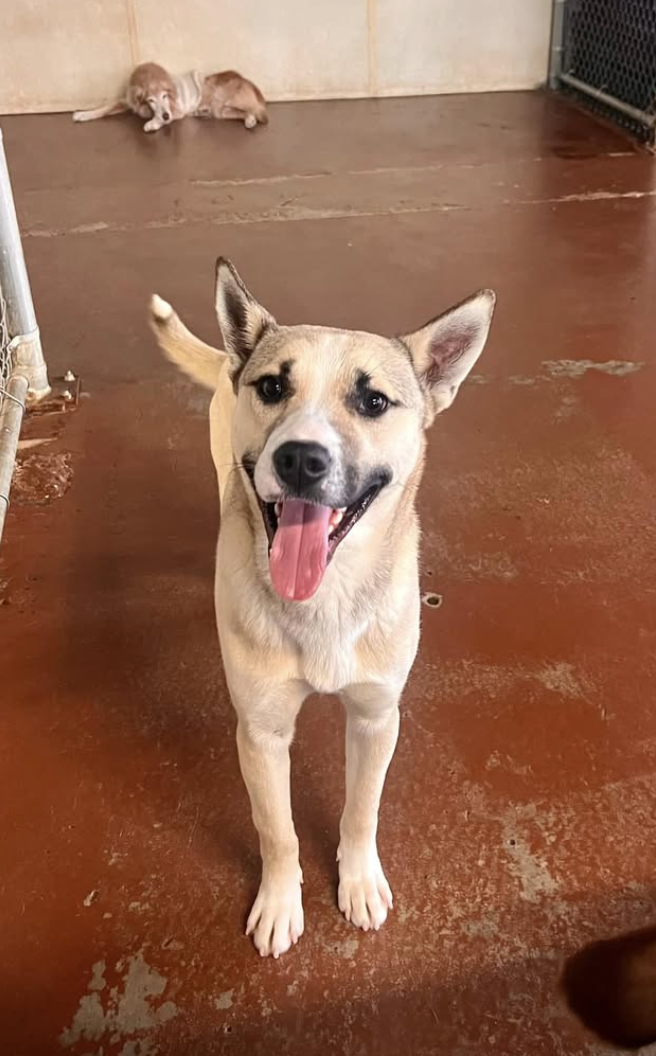 Sonny the Friendly Akita 