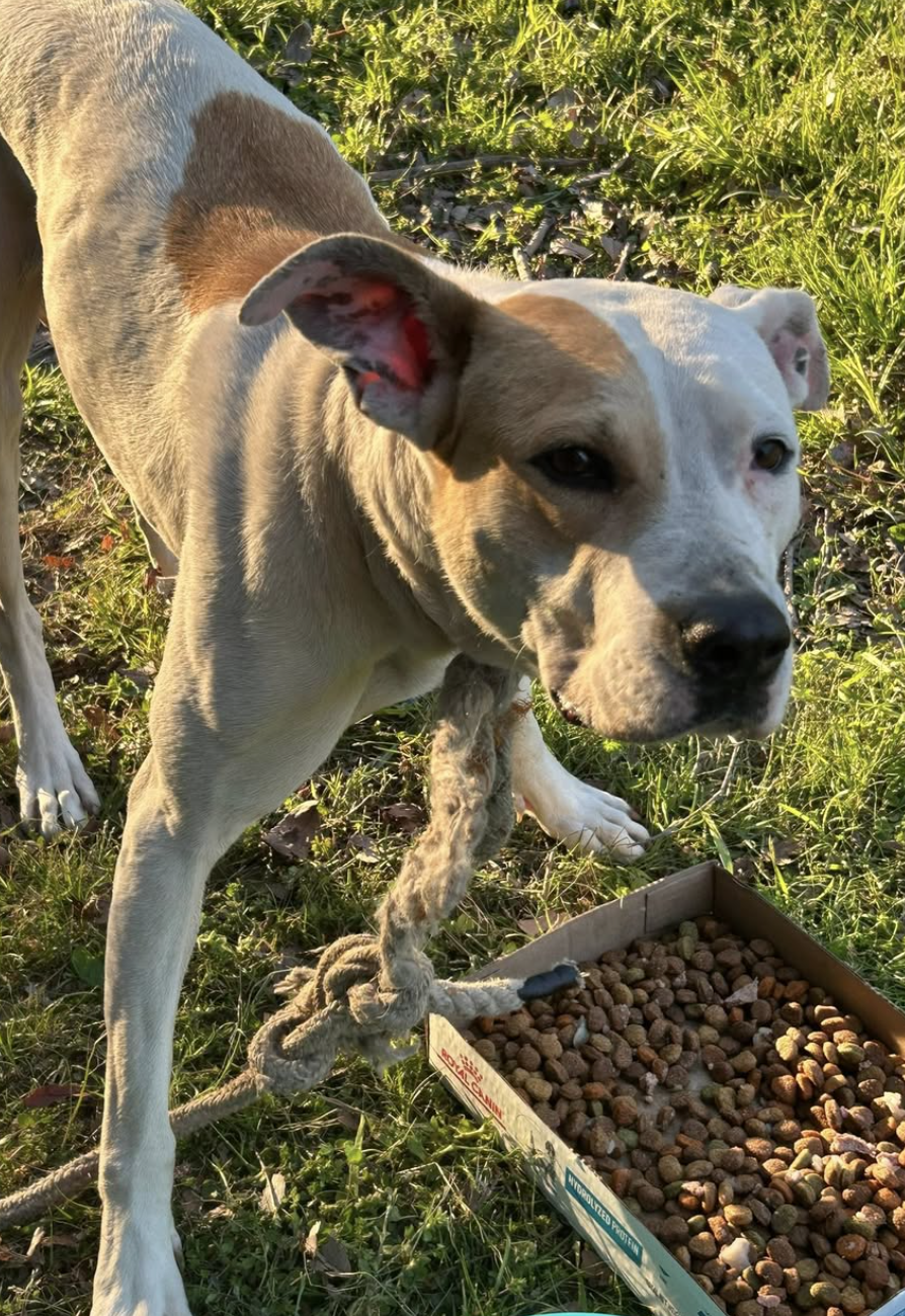 The Dog with the Rope Around Her Neck