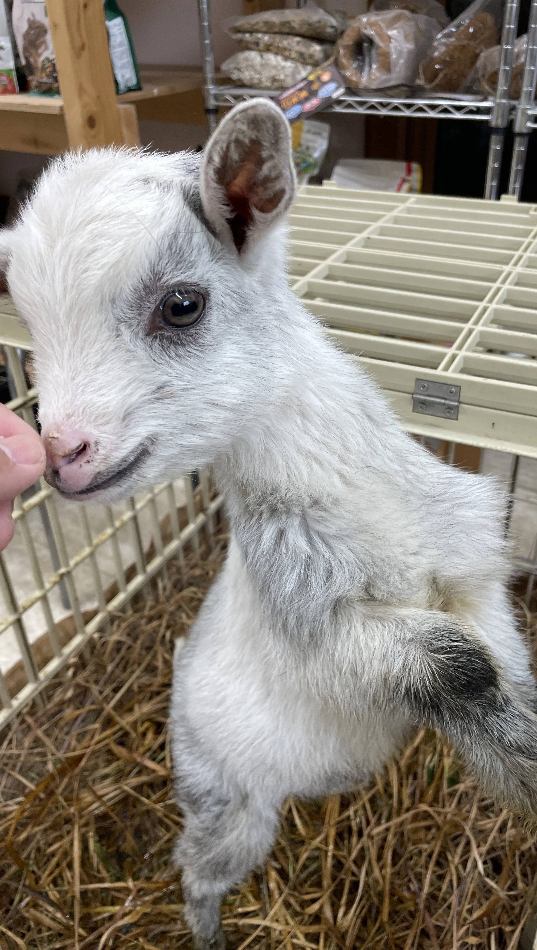 子ヤギが柵の中で立ち上がっている。