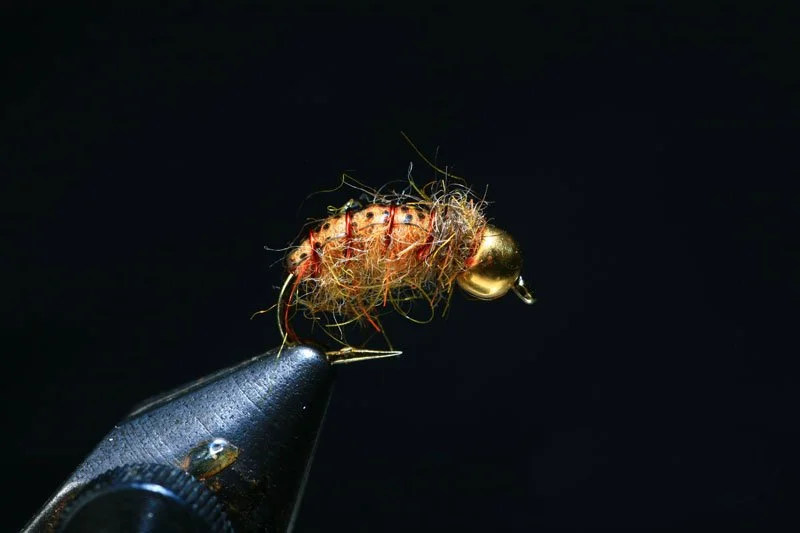 Caddis Larva Fox Squirrel Tung Bead