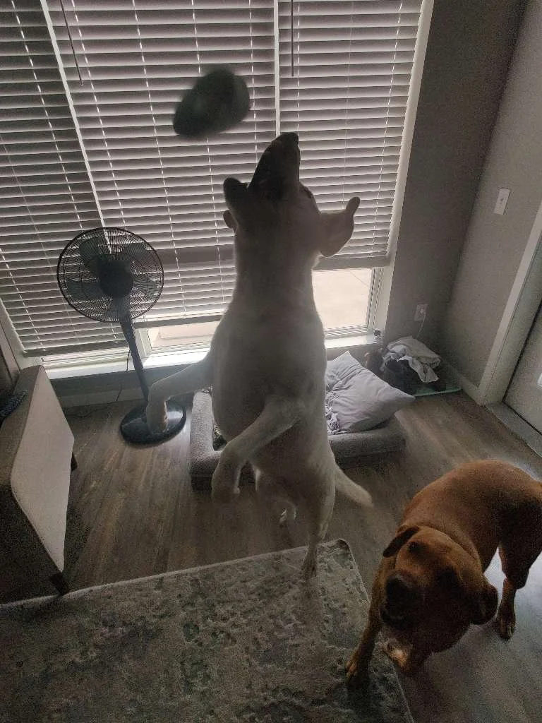 TimeToPet-1742234280757.jpeg