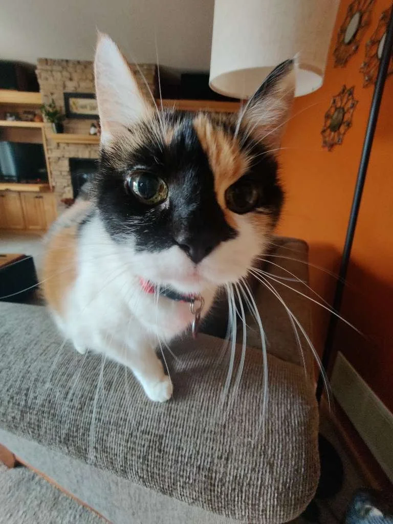 TimeToPet-1728777231573.jpeg