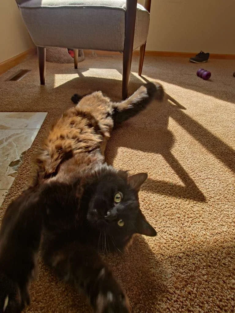 TimeToPet-1741803880922.jpeg