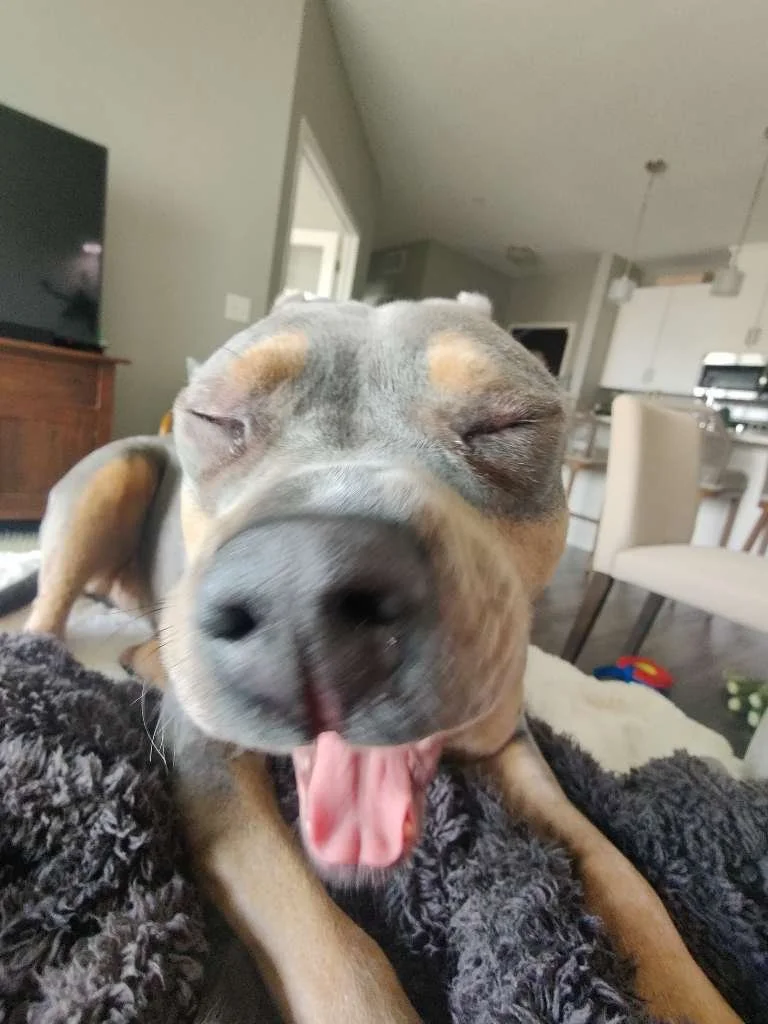 TimeToPet-1751841146399.jpeg