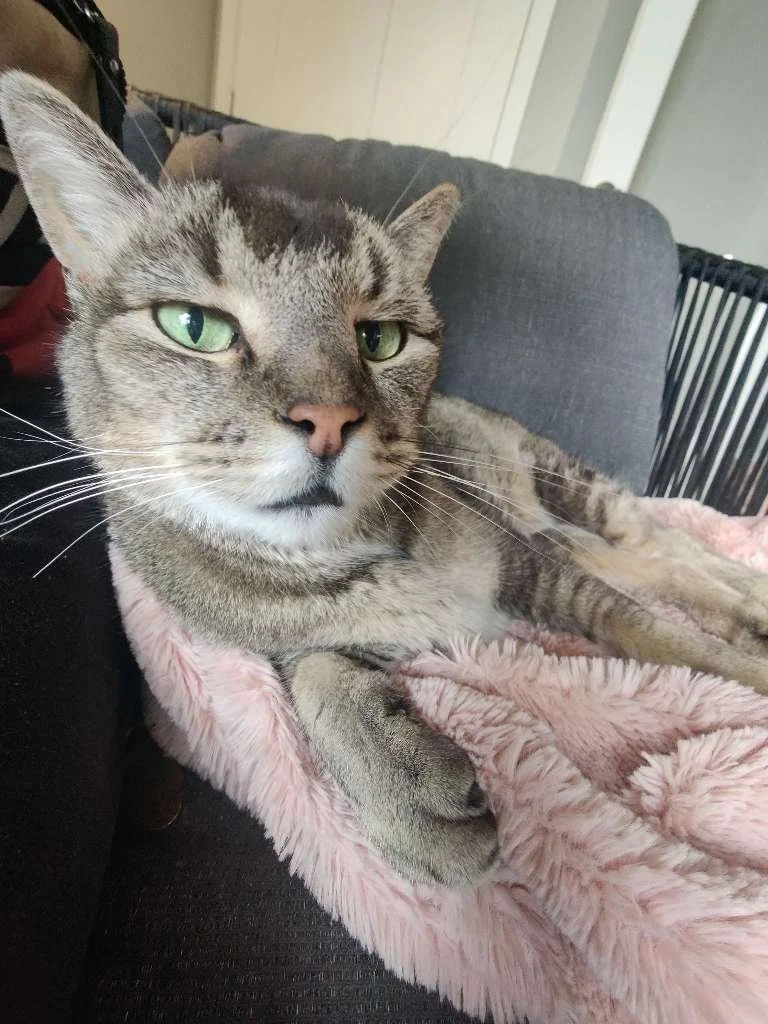 TimeToPet-1747968648198.jpeg