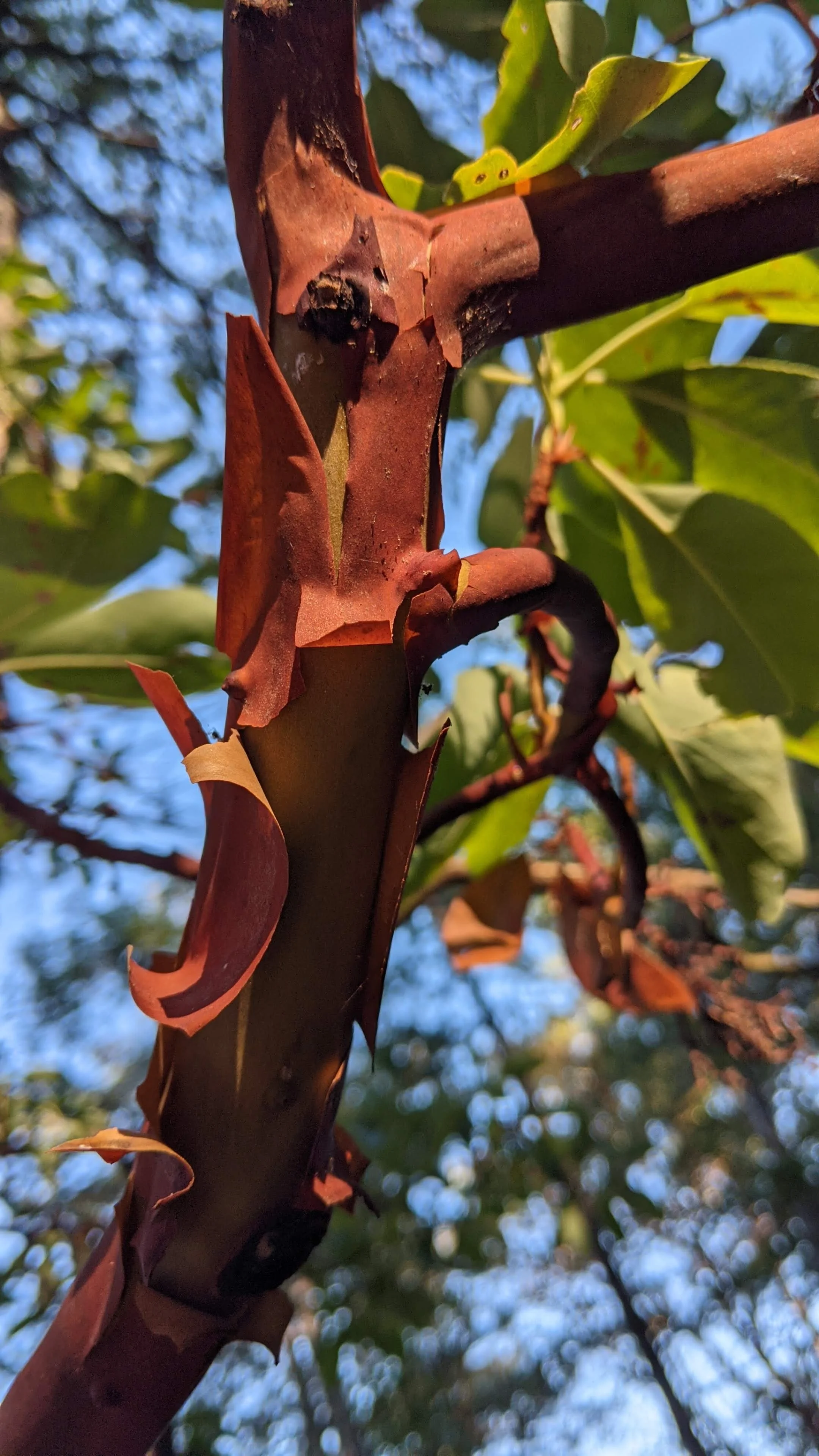 arbutus tree.jpg