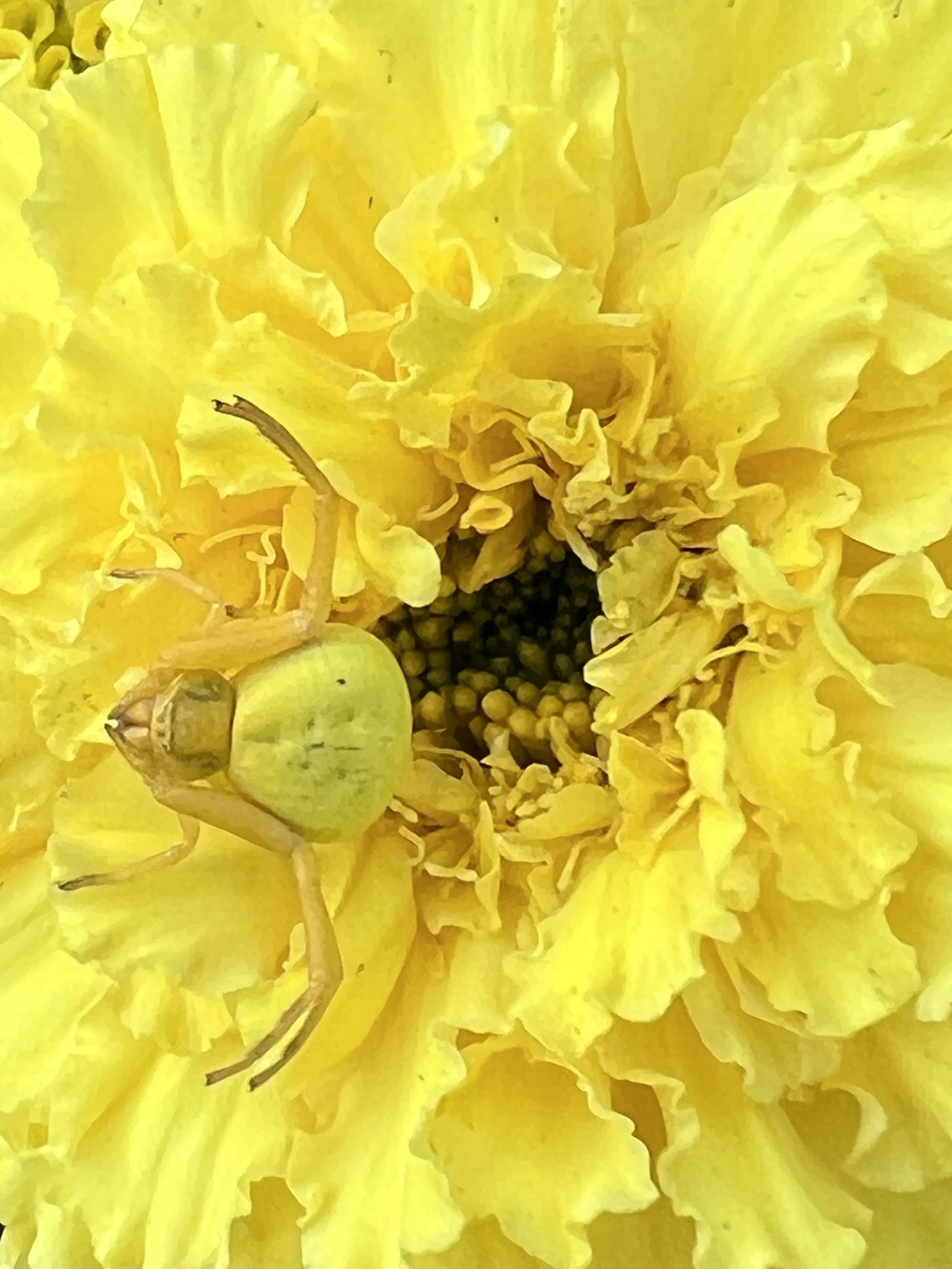 White-banded Crab Spider on marigold 