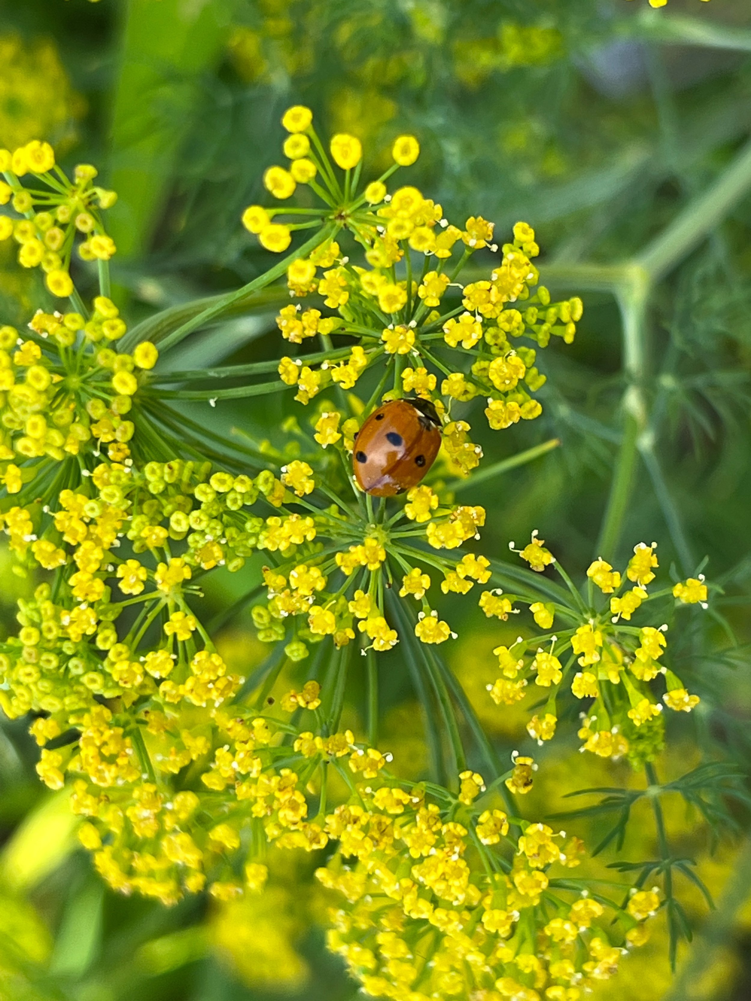 Ladybug on dill