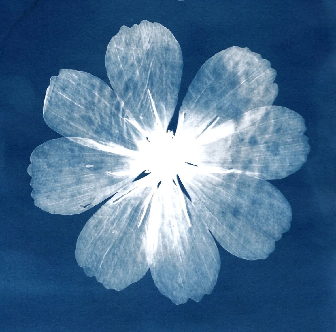 Cosmos 