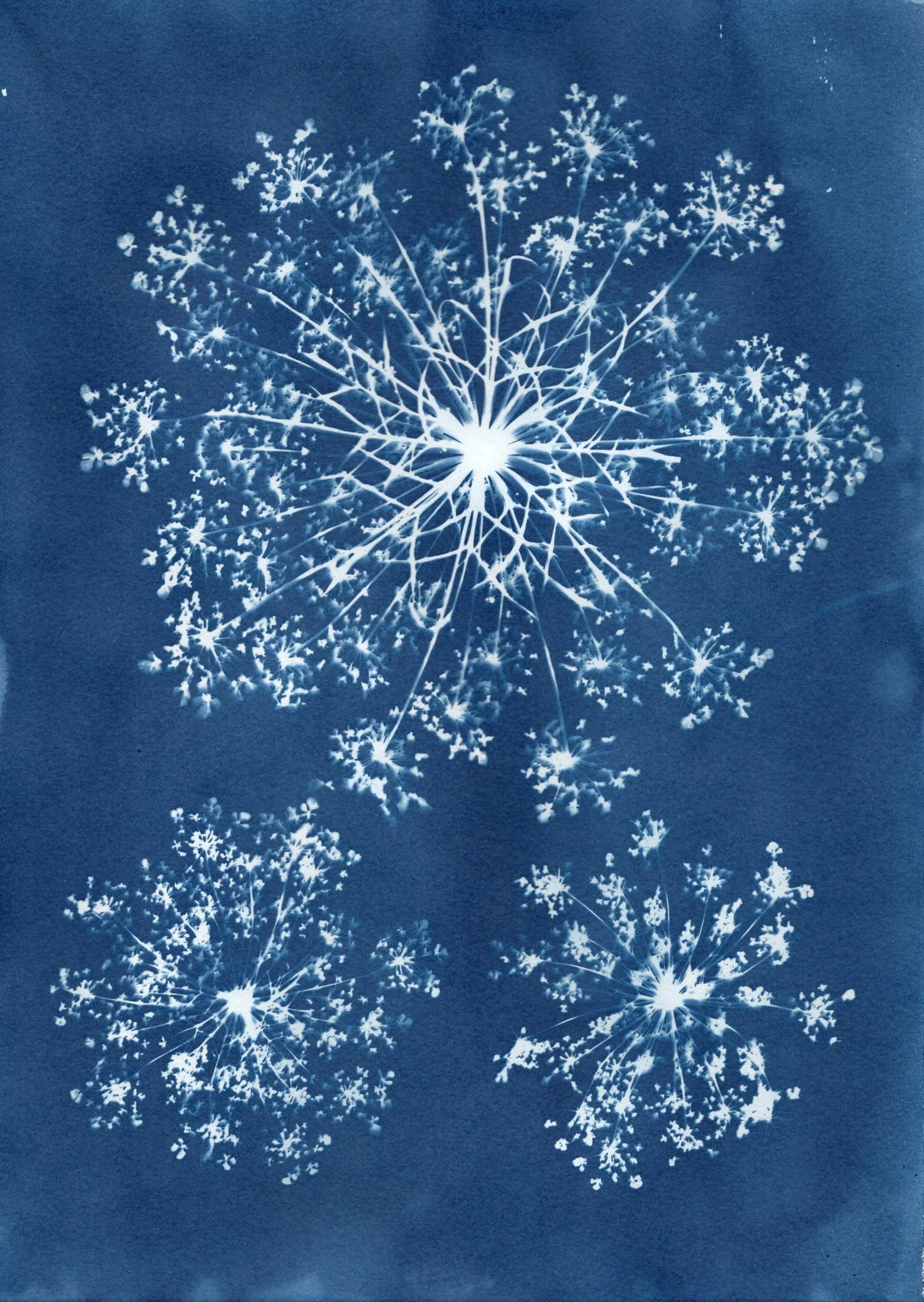 dara+1+cyanotype.jpg