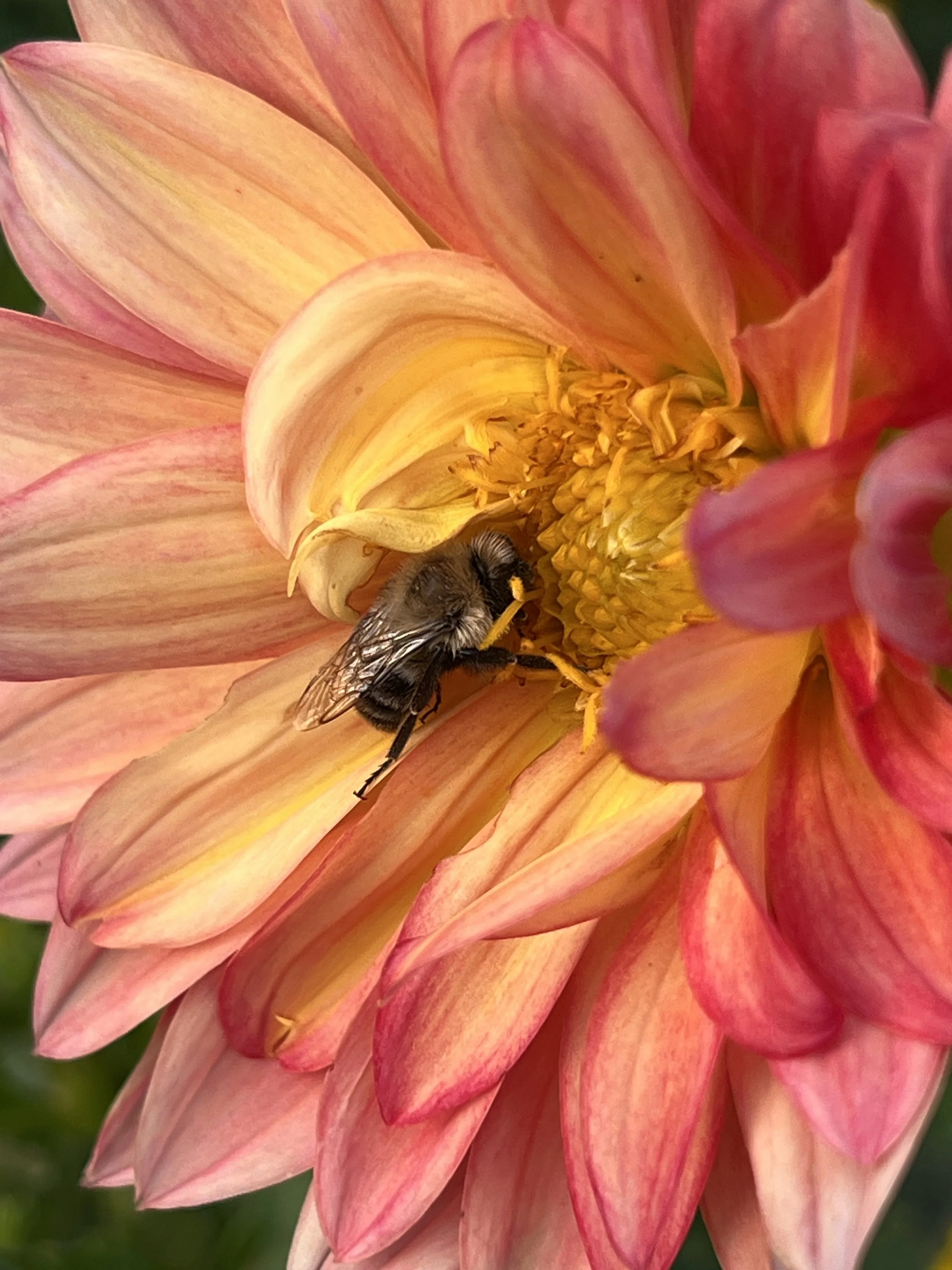 Brown-belted bee sleeping on a dahlia 