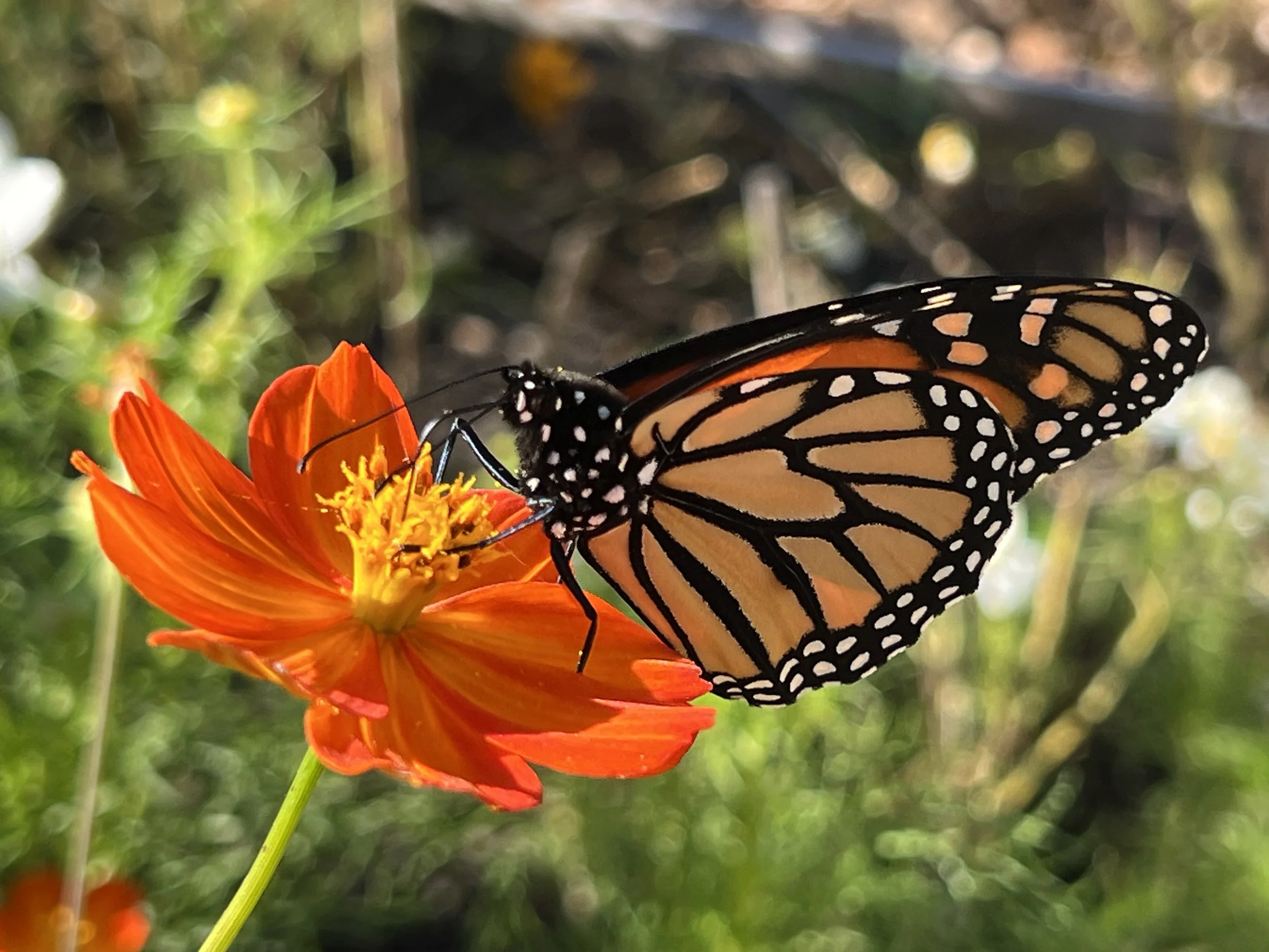 Monarch butterfly on cosmos