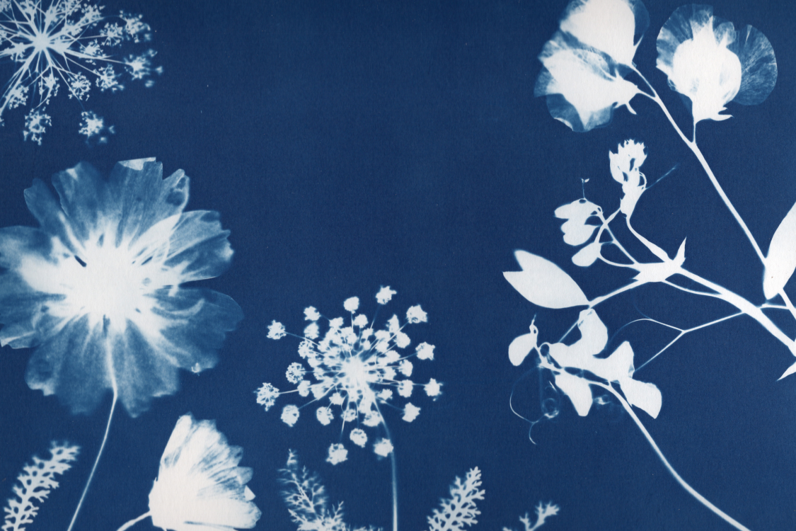 Garden flowers
