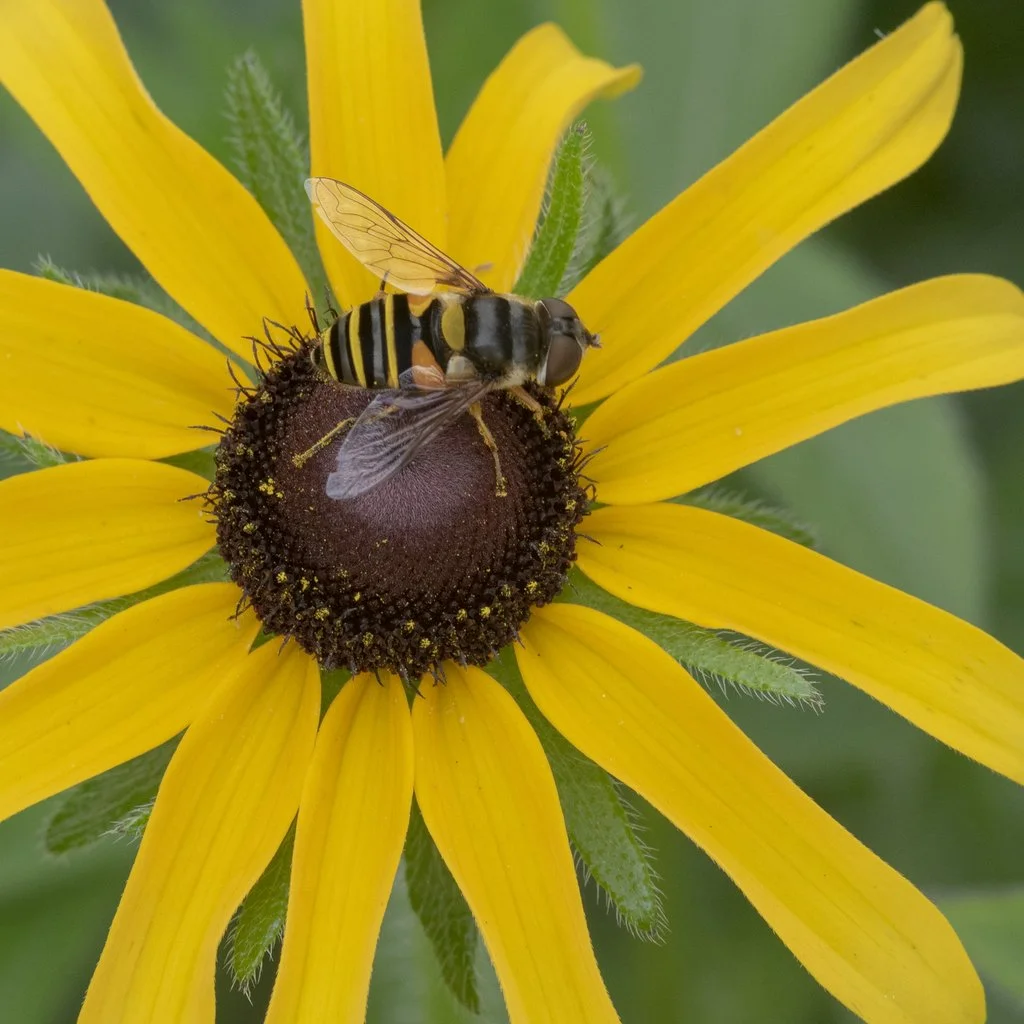 Hover-fly on Rudbeckia 