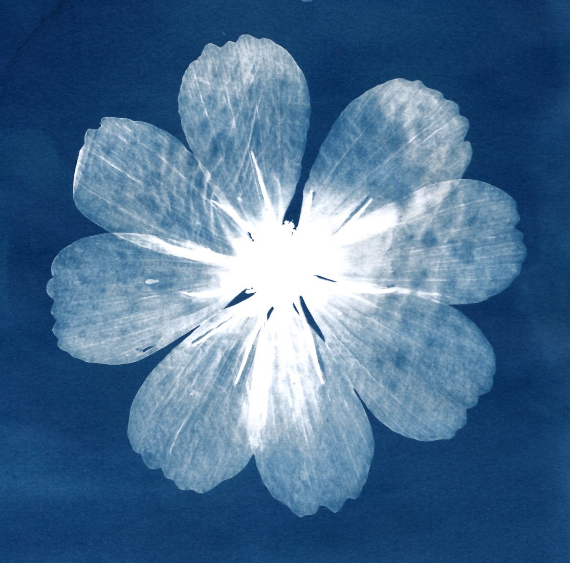 white cosmos.jpg