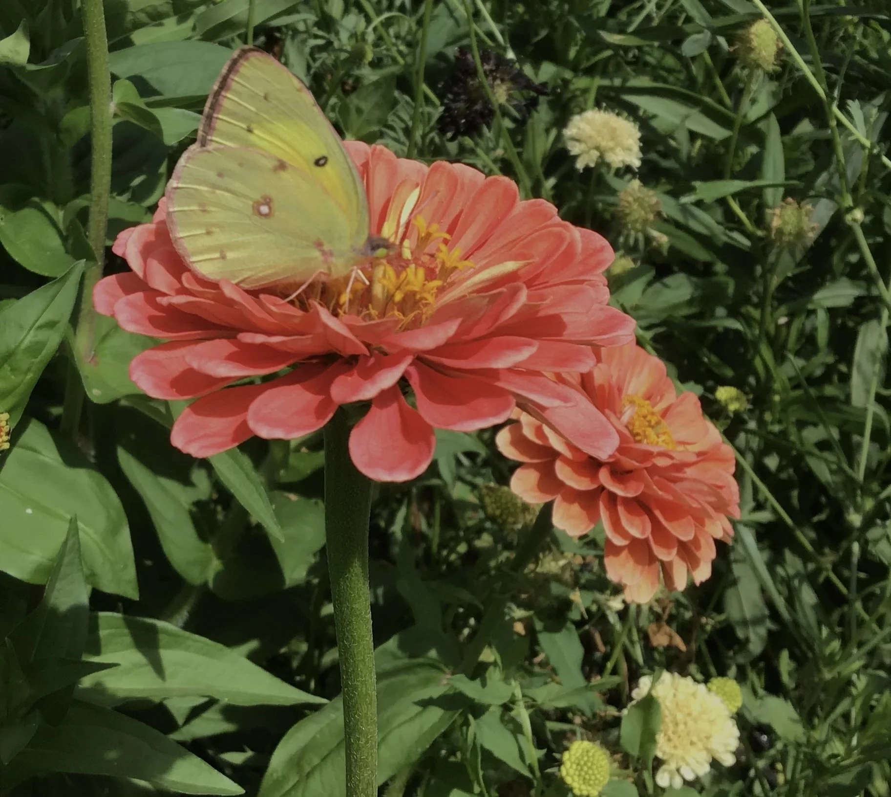 Clouded Yellow Butterfly on a zinnia 