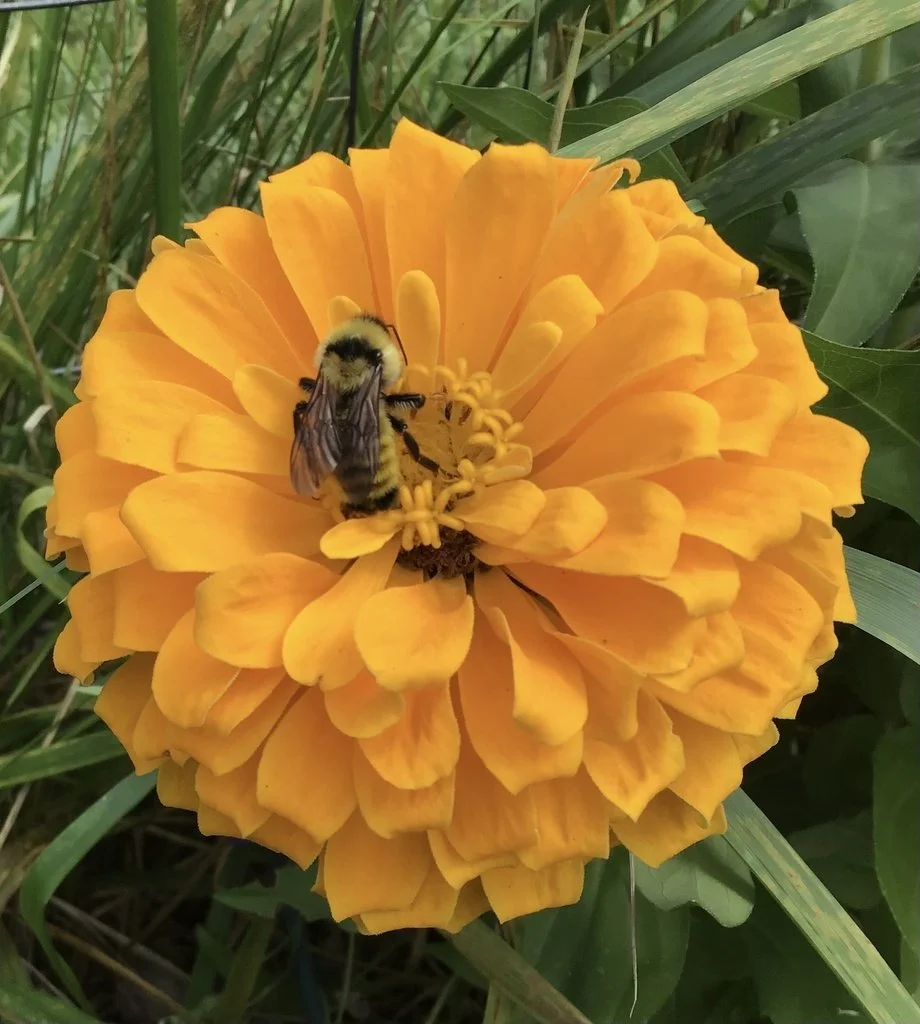 Golden Northern  Bumble bee on zinnia 