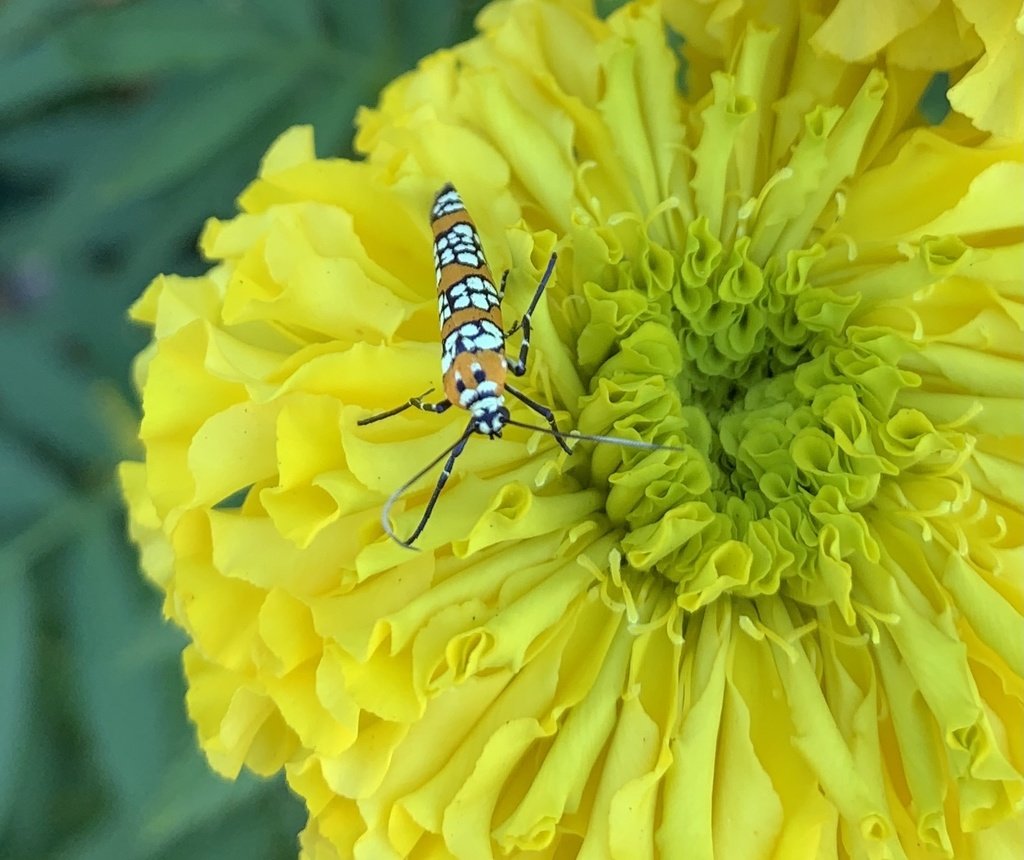 Fall Webworm (moth) on a marigold 