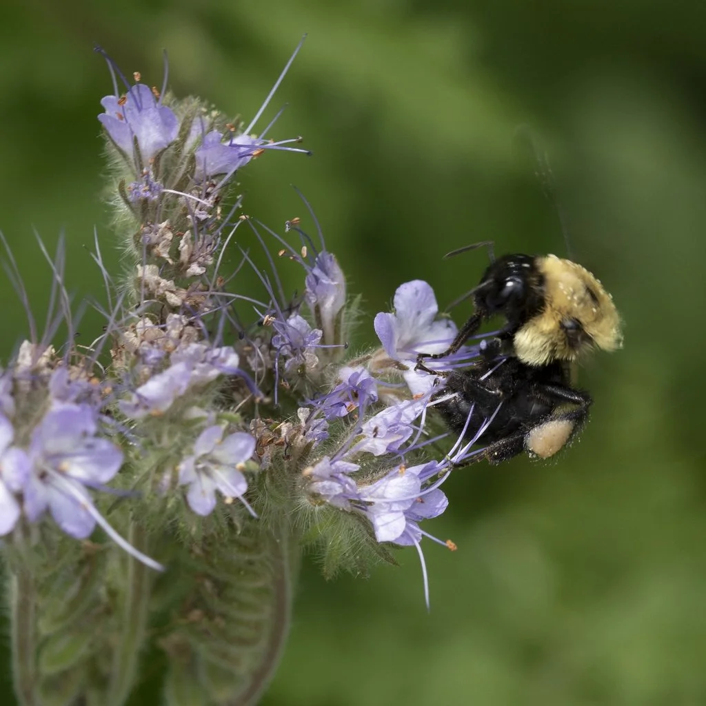 Brown-belted bumble bee on Lacy Phacelia
