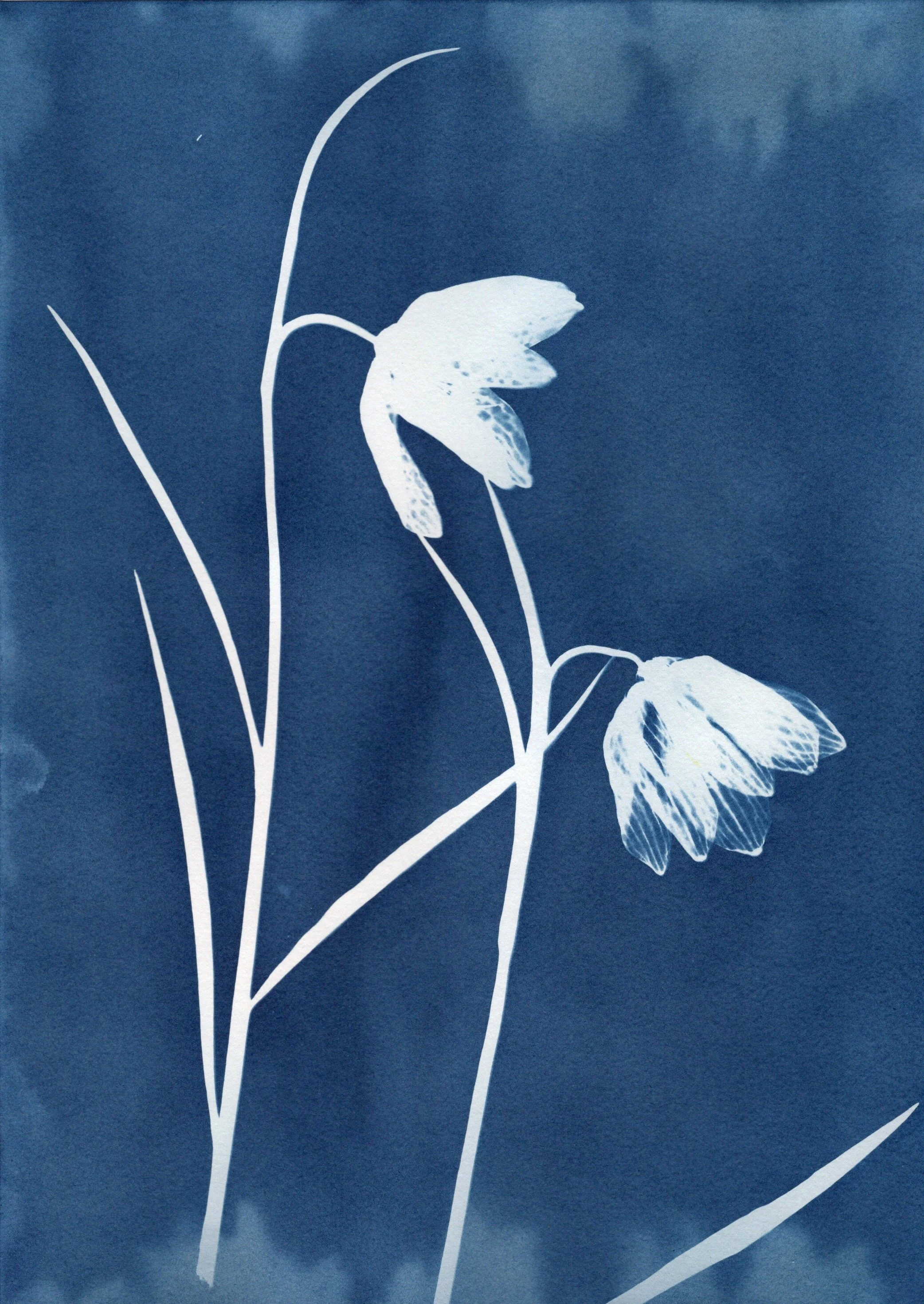 Fritillaria Meleagris