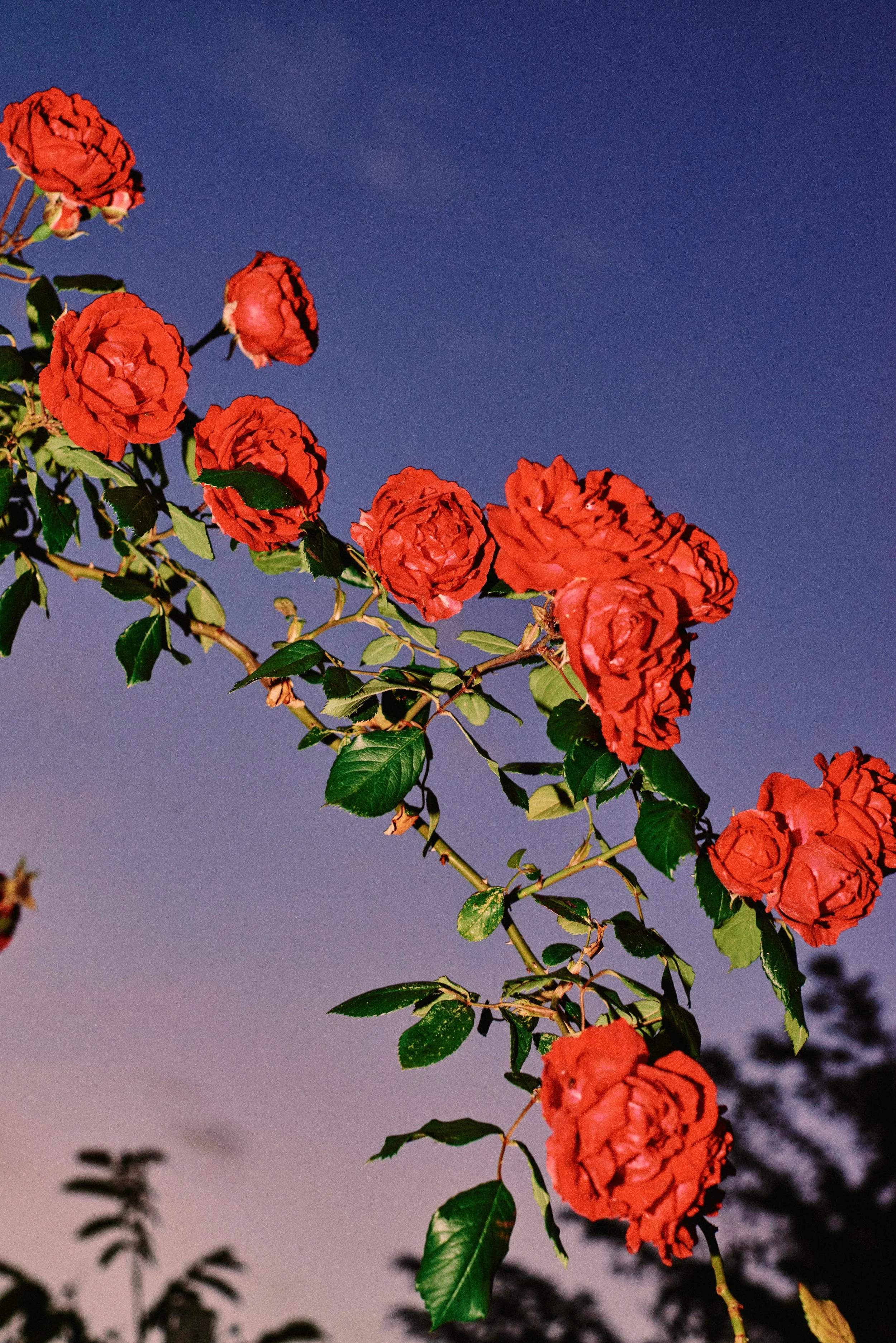 Testimonials — Wild Rose Ranch