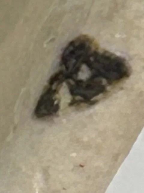 IMG_3031.jpeg