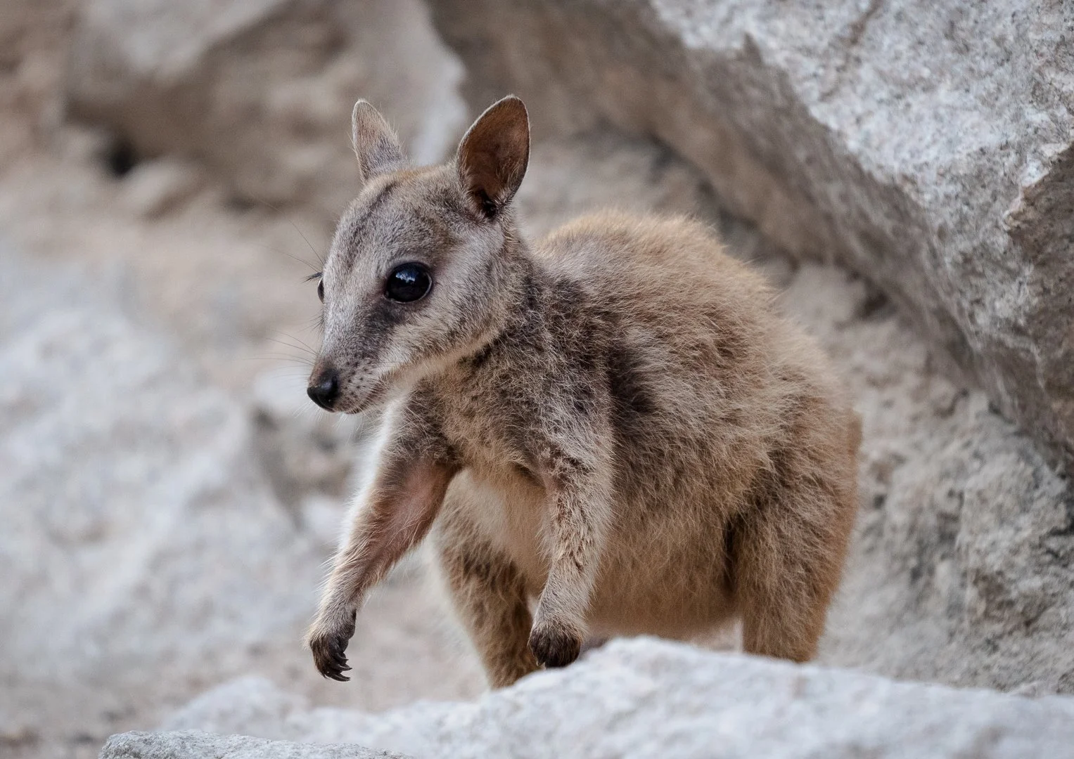 Baby Rock Wallaby