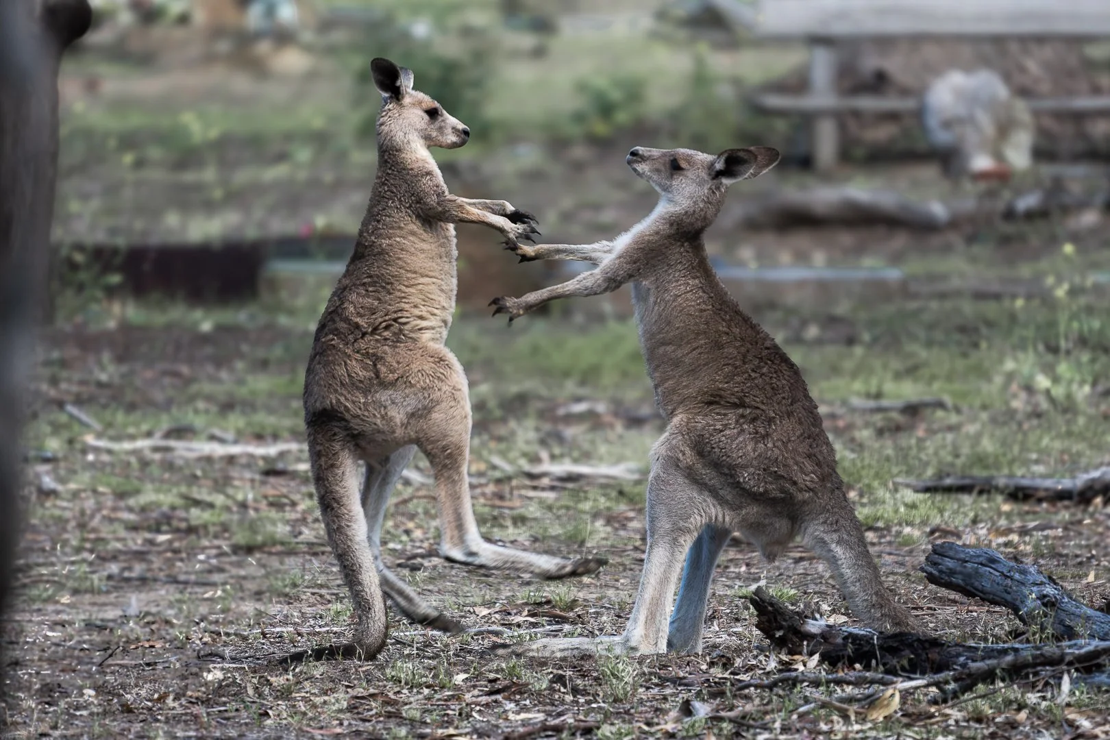 Boxing kangaroos, Melbourne, Australia