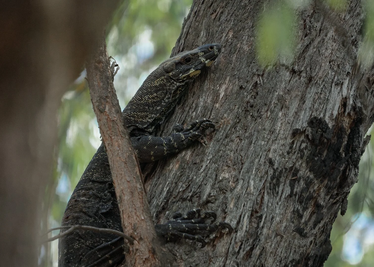 Lace Monitor Lizard, Toolangi, Victoria, Australia