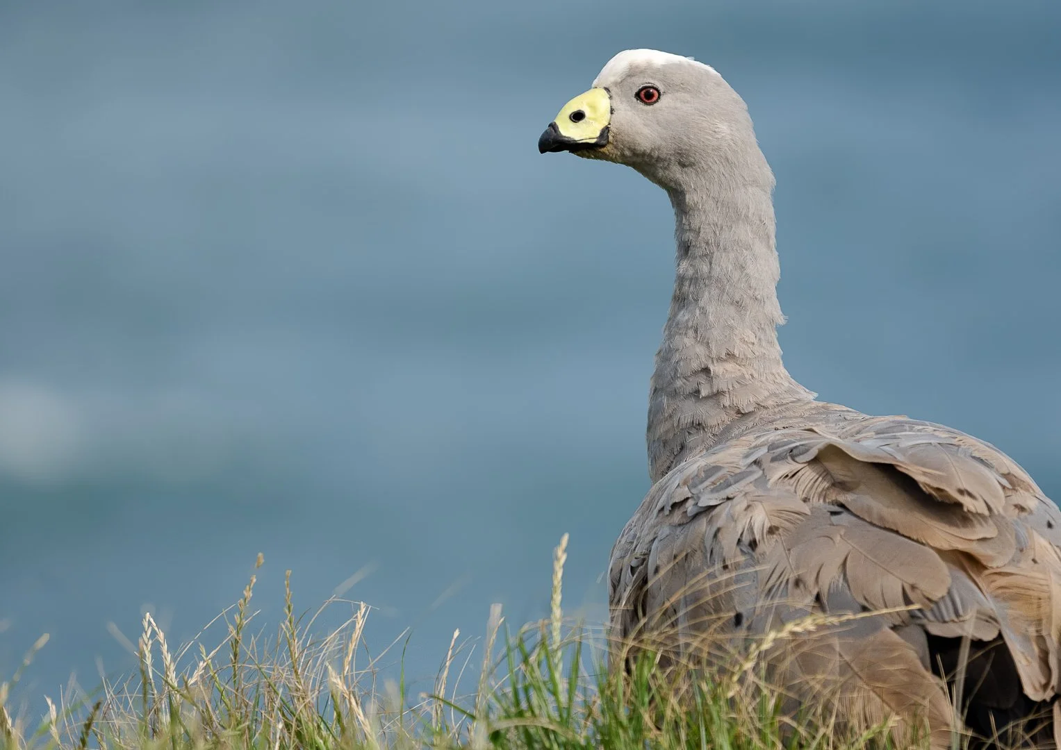 Cape Barren Goose
