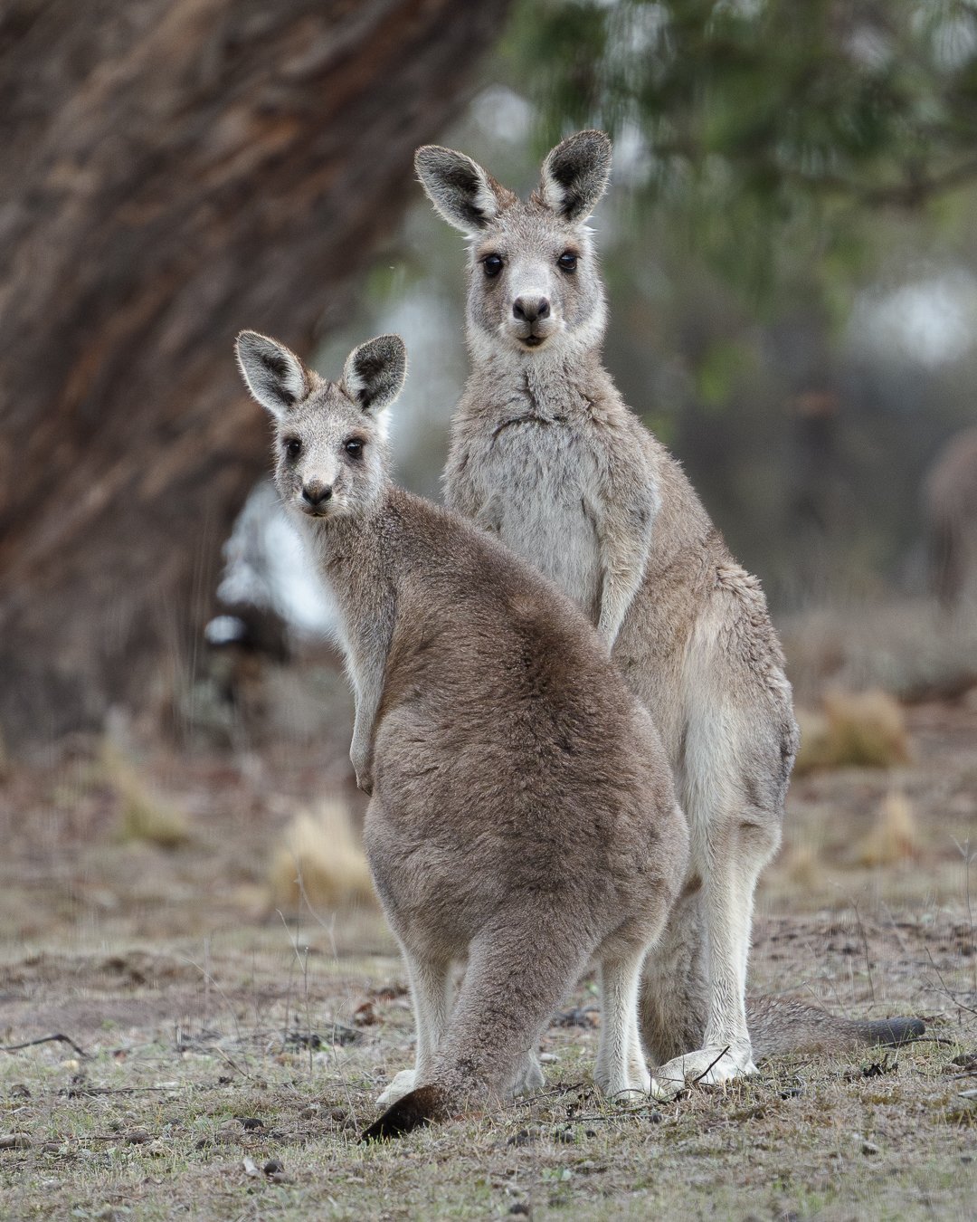 Kangaroos, Woodlands Historic Park, Australia